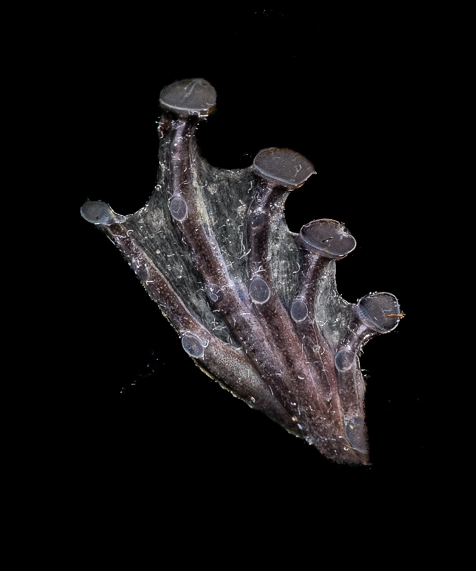 Hong Kong Cascade Frog - Amolops hongkongensis