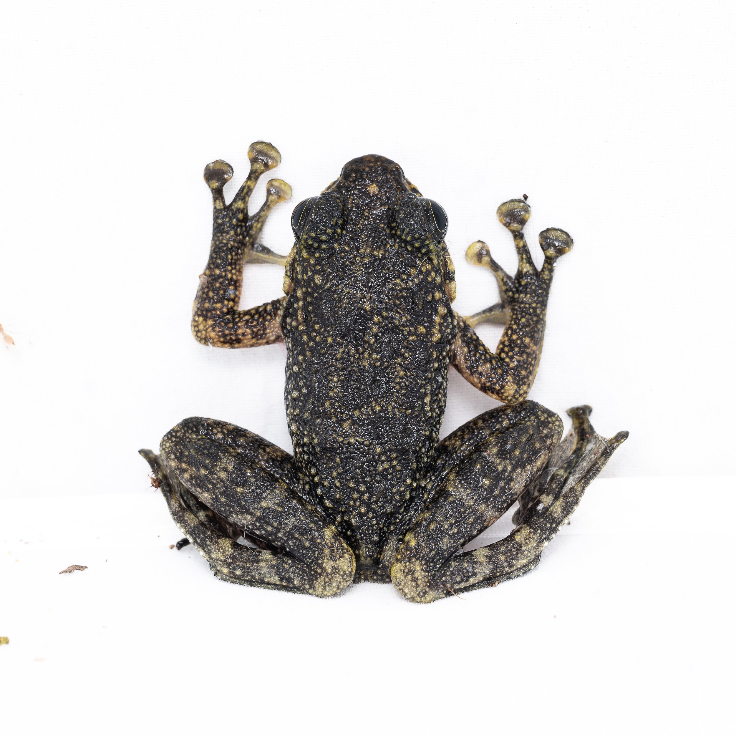 Hong Kong Cascade Frog - Amolops hongkongensis