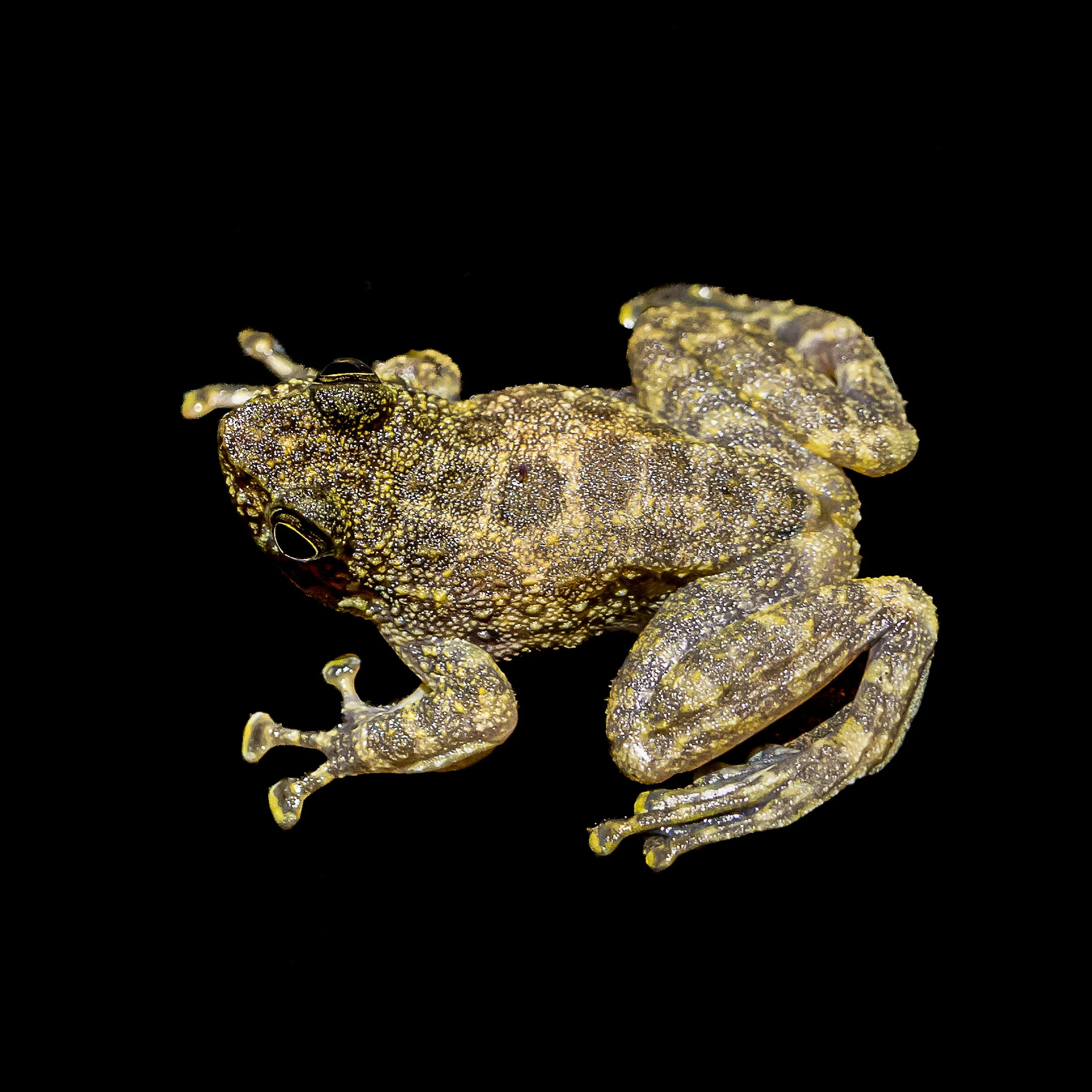 Hong Kong Cascade Frog - Amolops hongkongensis