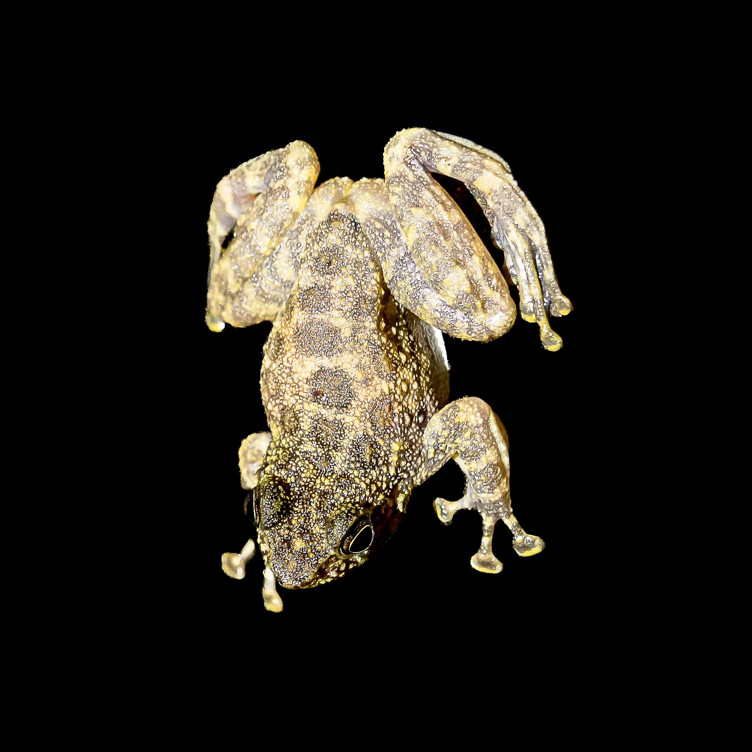 Hong Kong Cascade Frog - Amolops hongkongensis