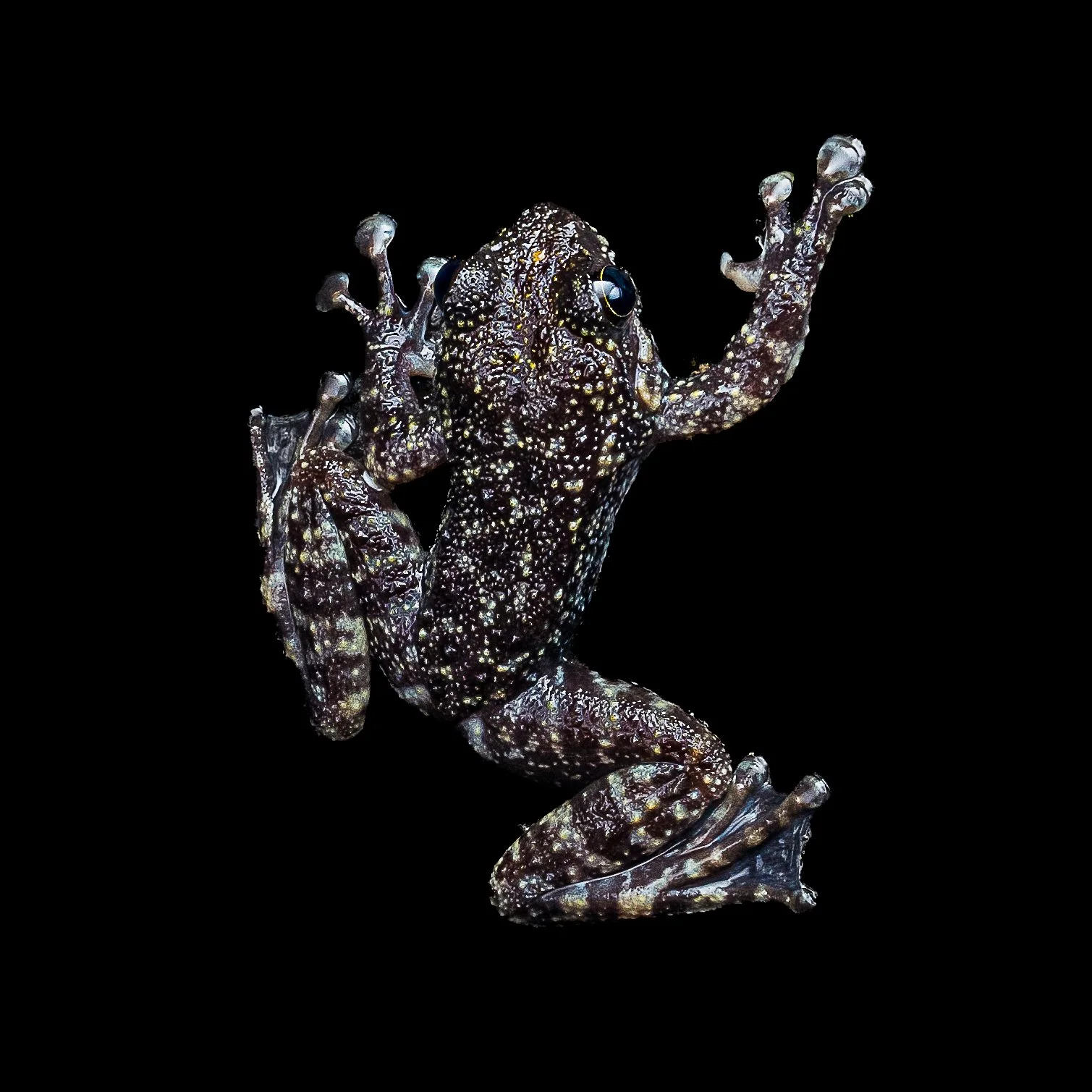Hong Kong Cascade Frog - Amolops hongkongensis