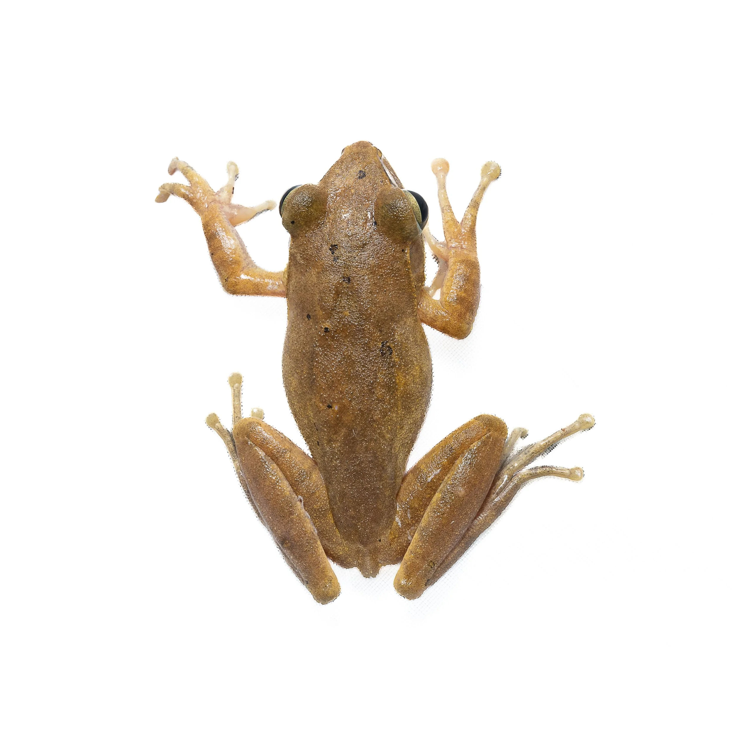 BROWN TREE FROG
