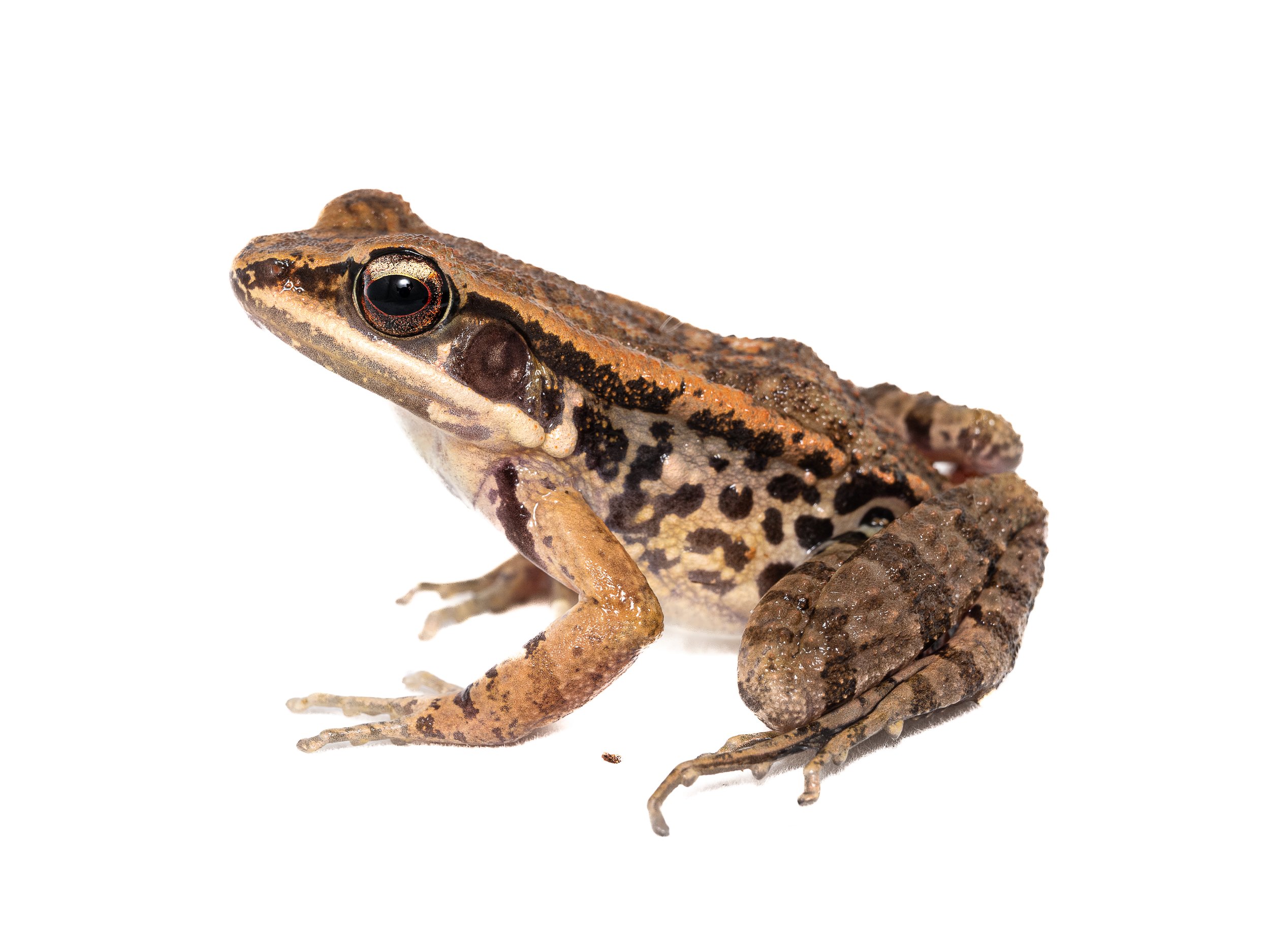 BROWN WOOD FROG