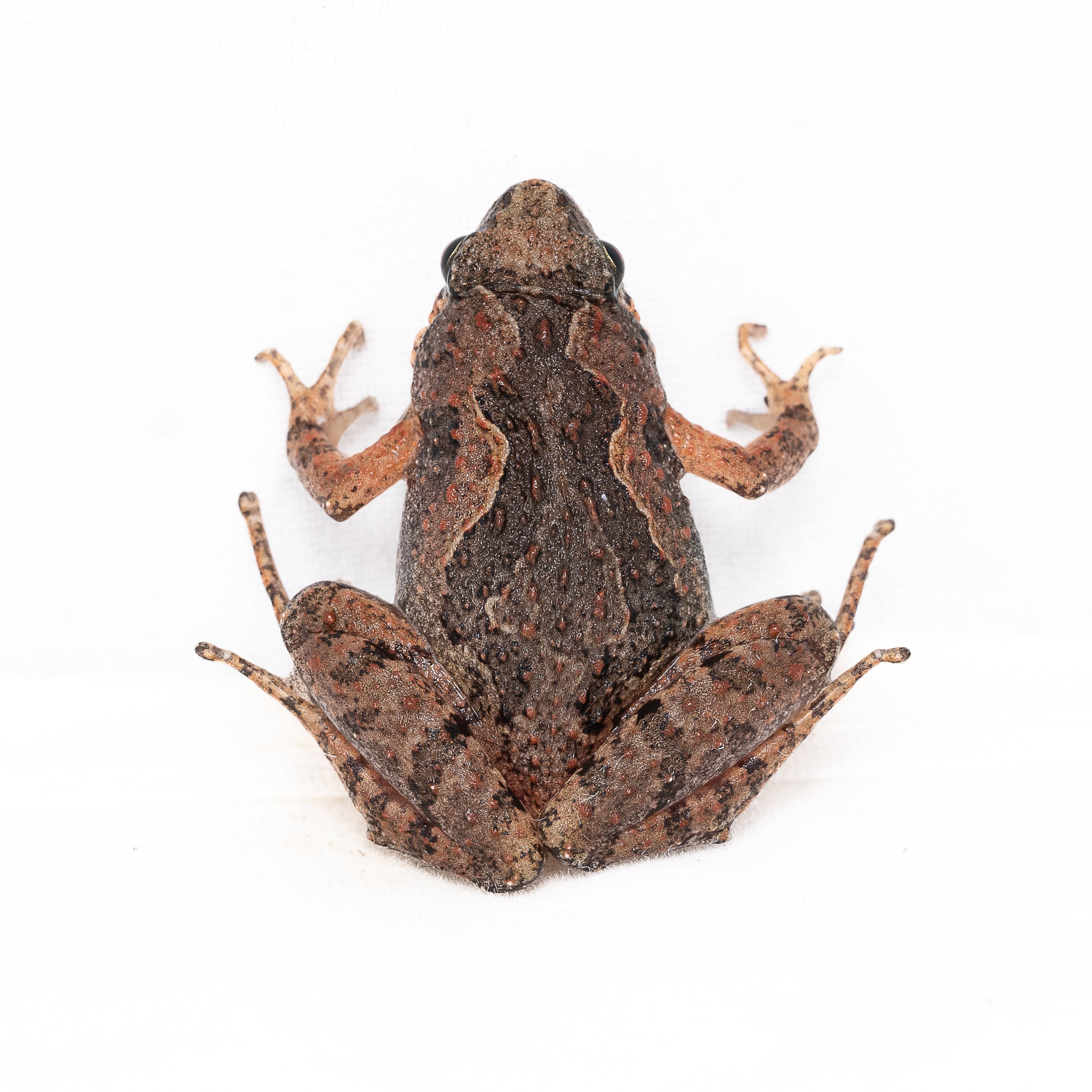 BUTLER'S PIGMY FROG