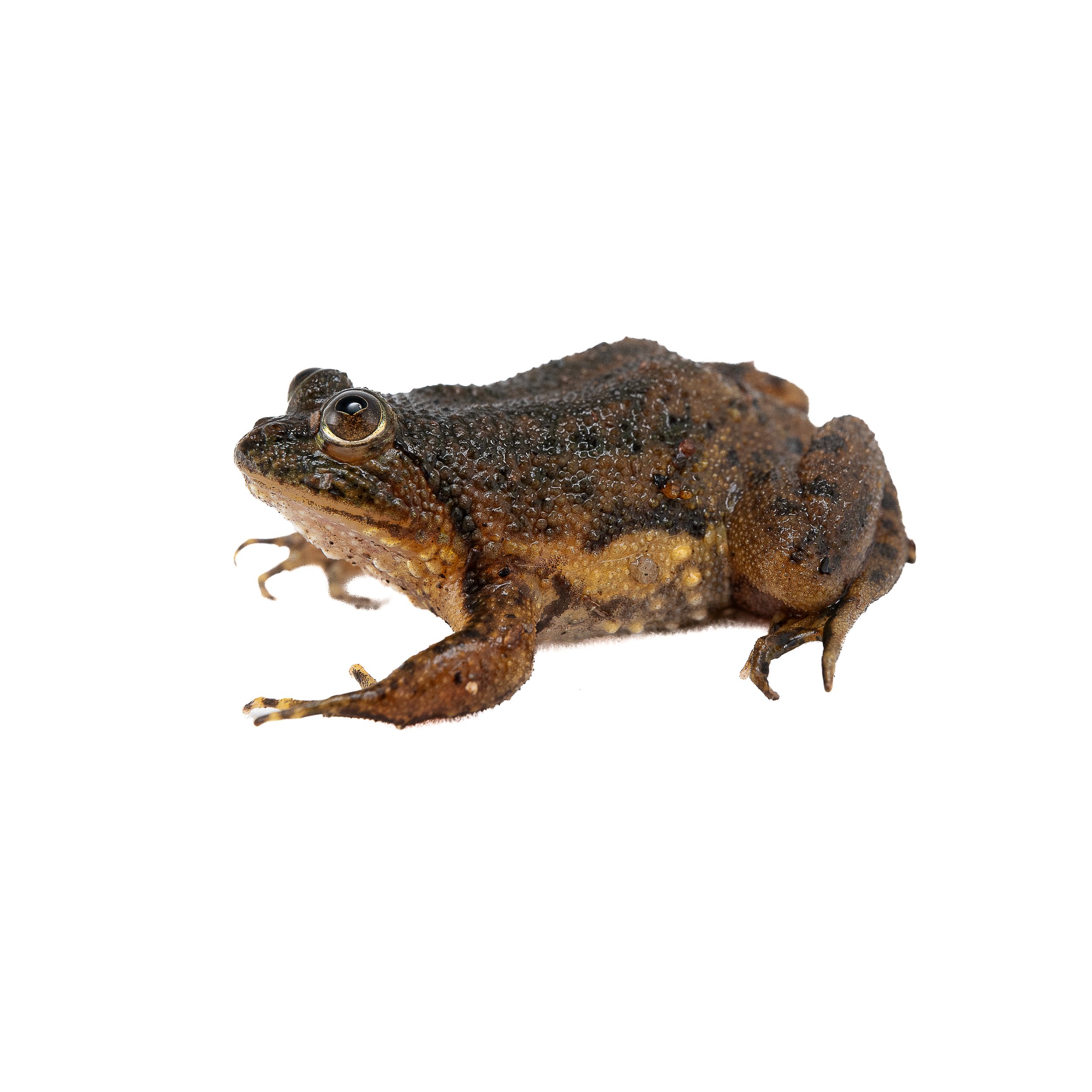 FLOATING FROG