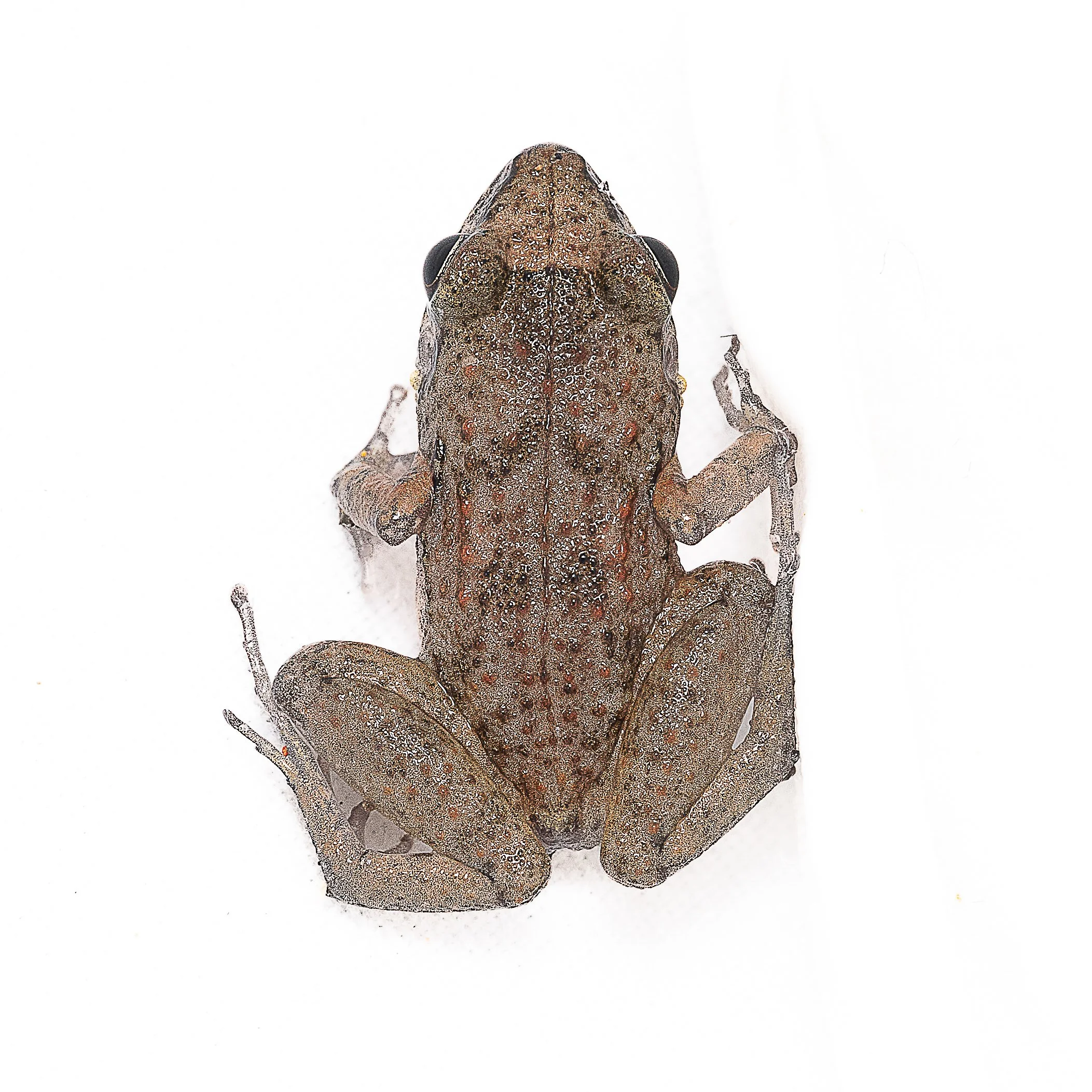 GREENHOUSE FROG