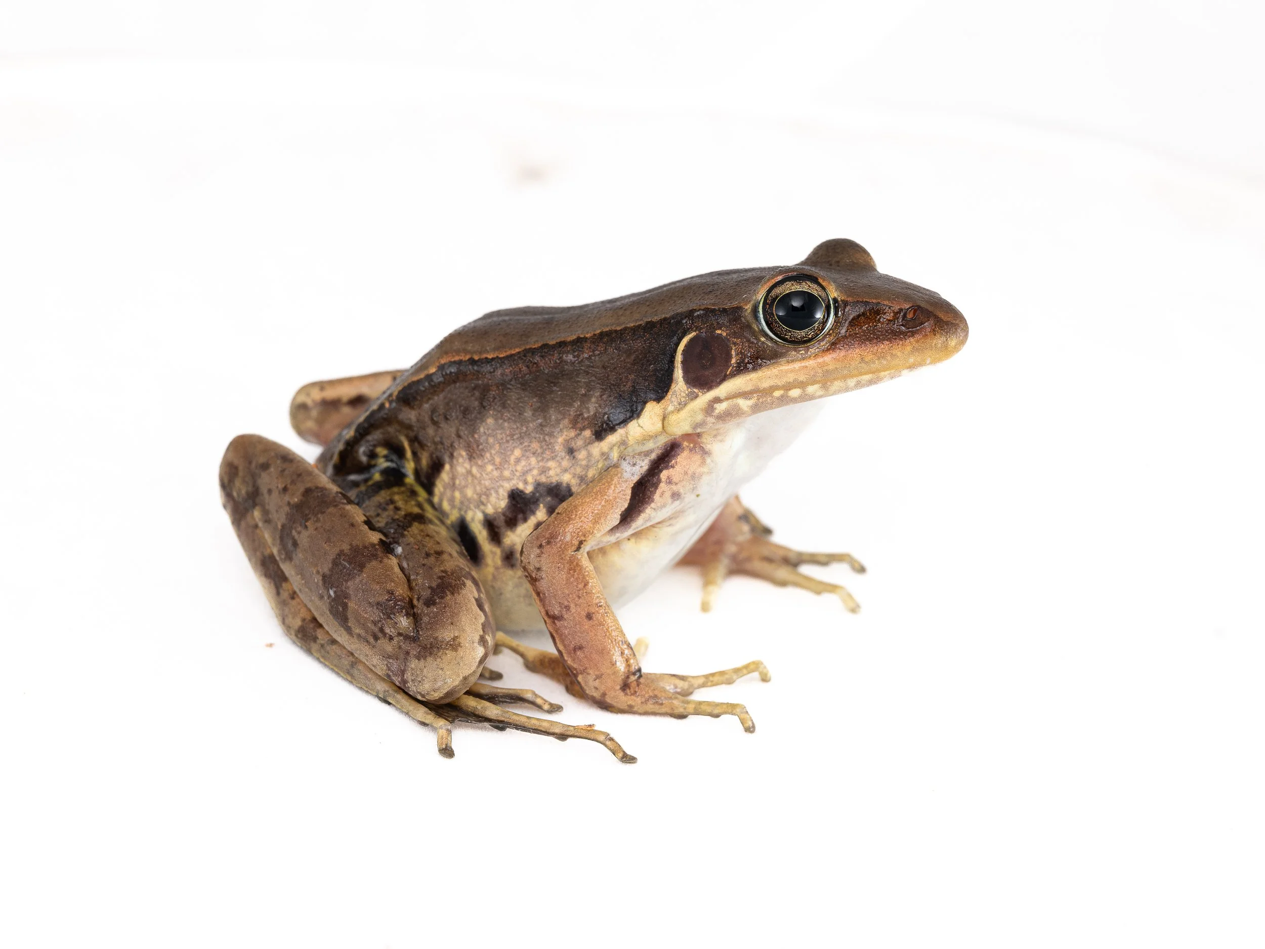 GUNTHER'S FROG
