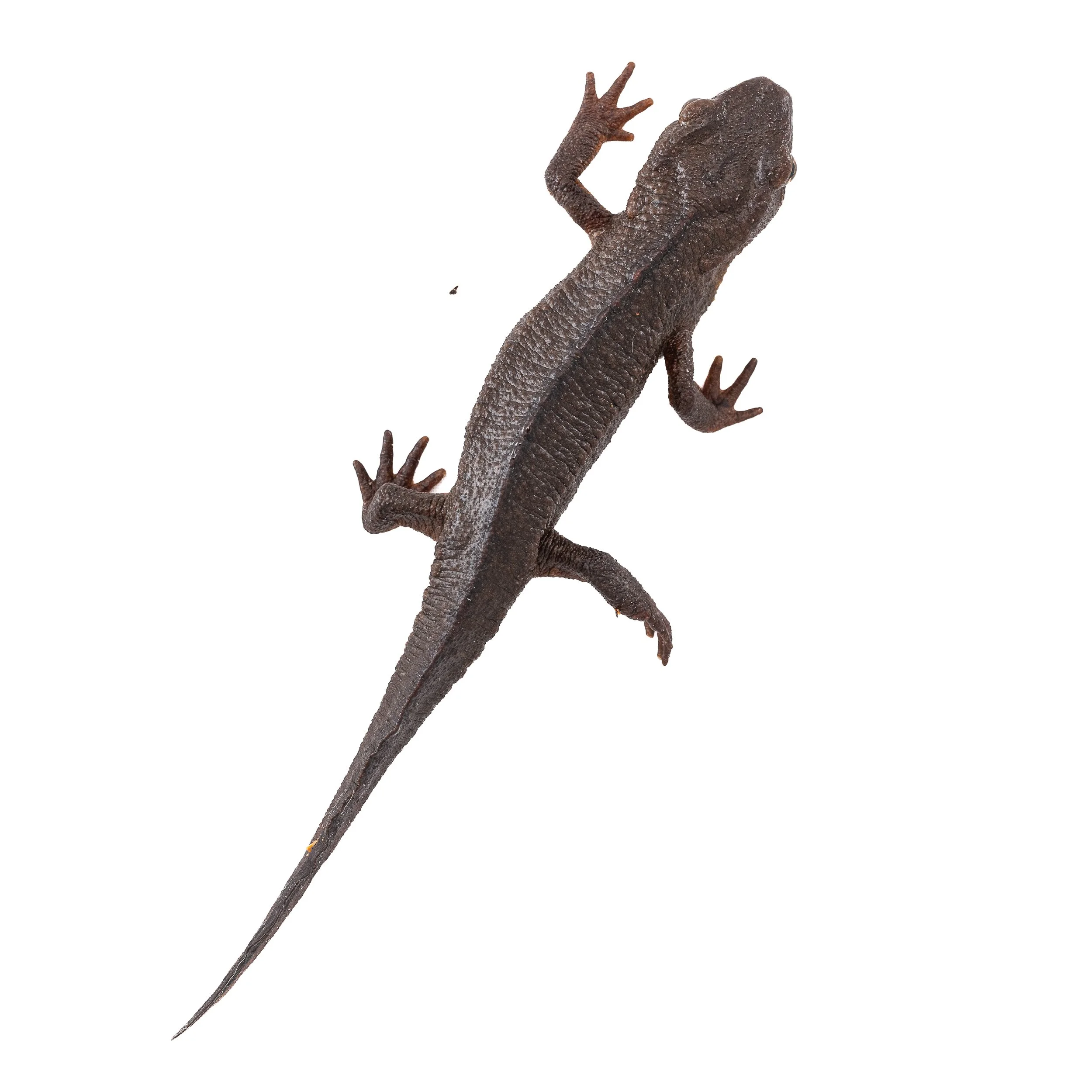 HONG KONG WARTY NEWT