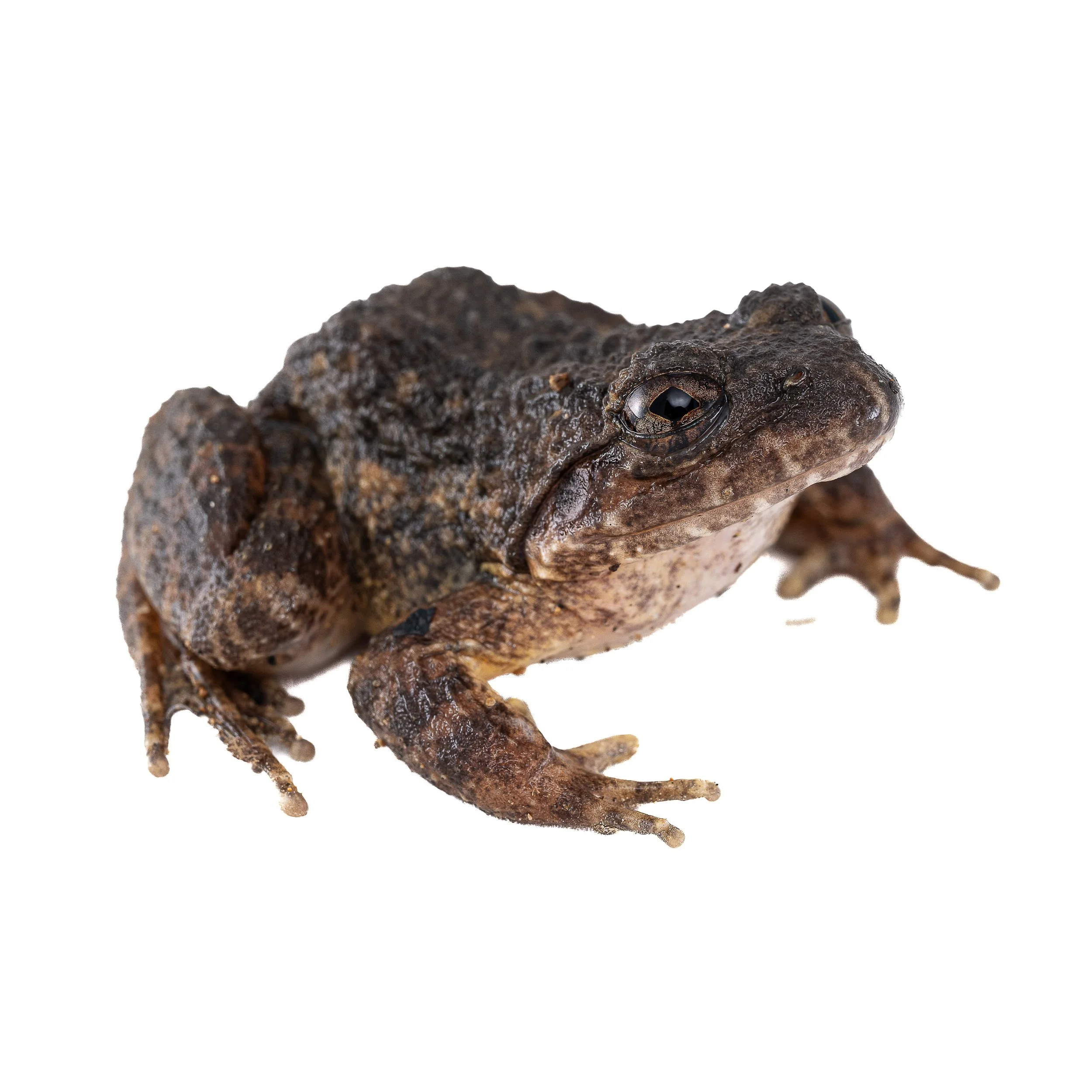 LESSER-SPINY FROG