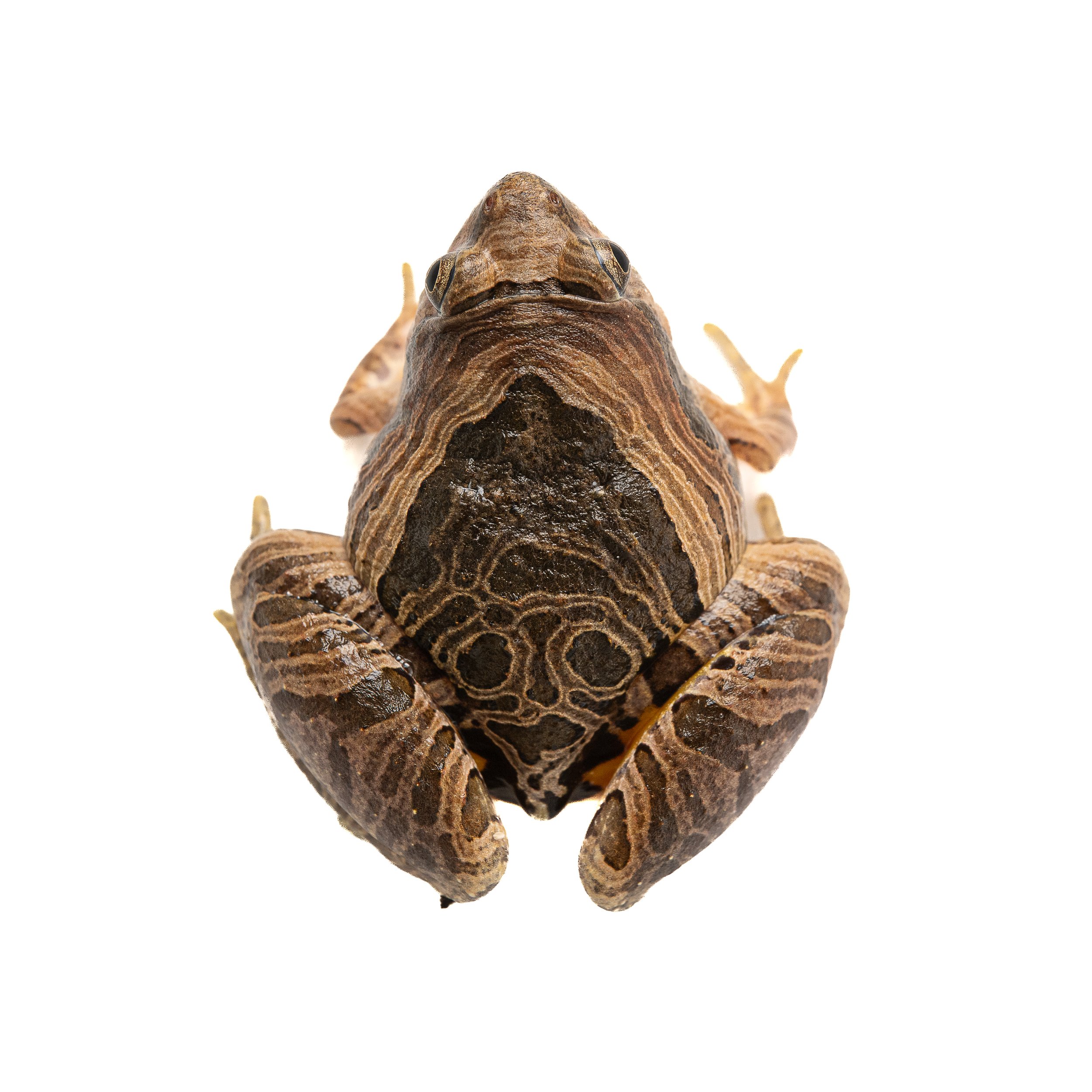 MARBLED PIGMY FROG