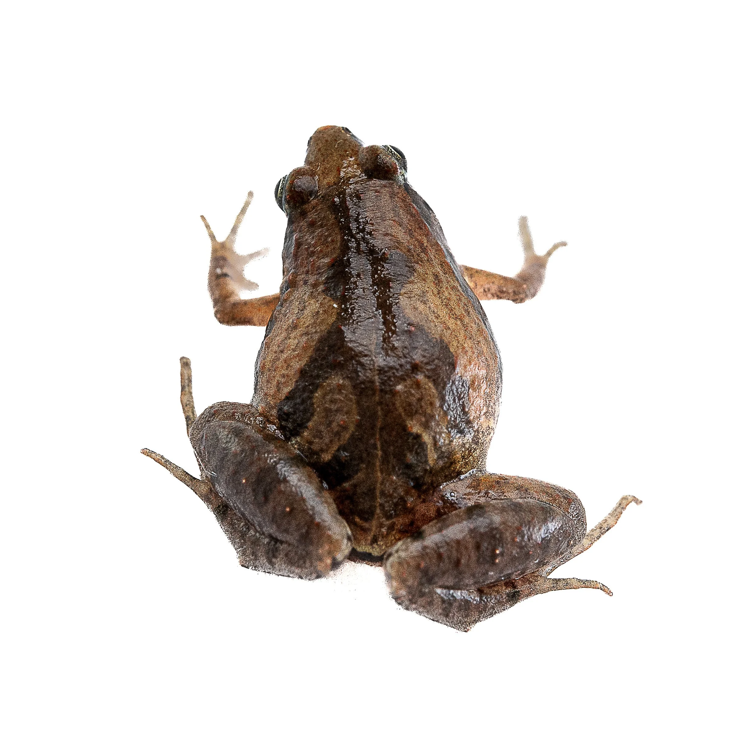 BULTER'S PIGMY FROG