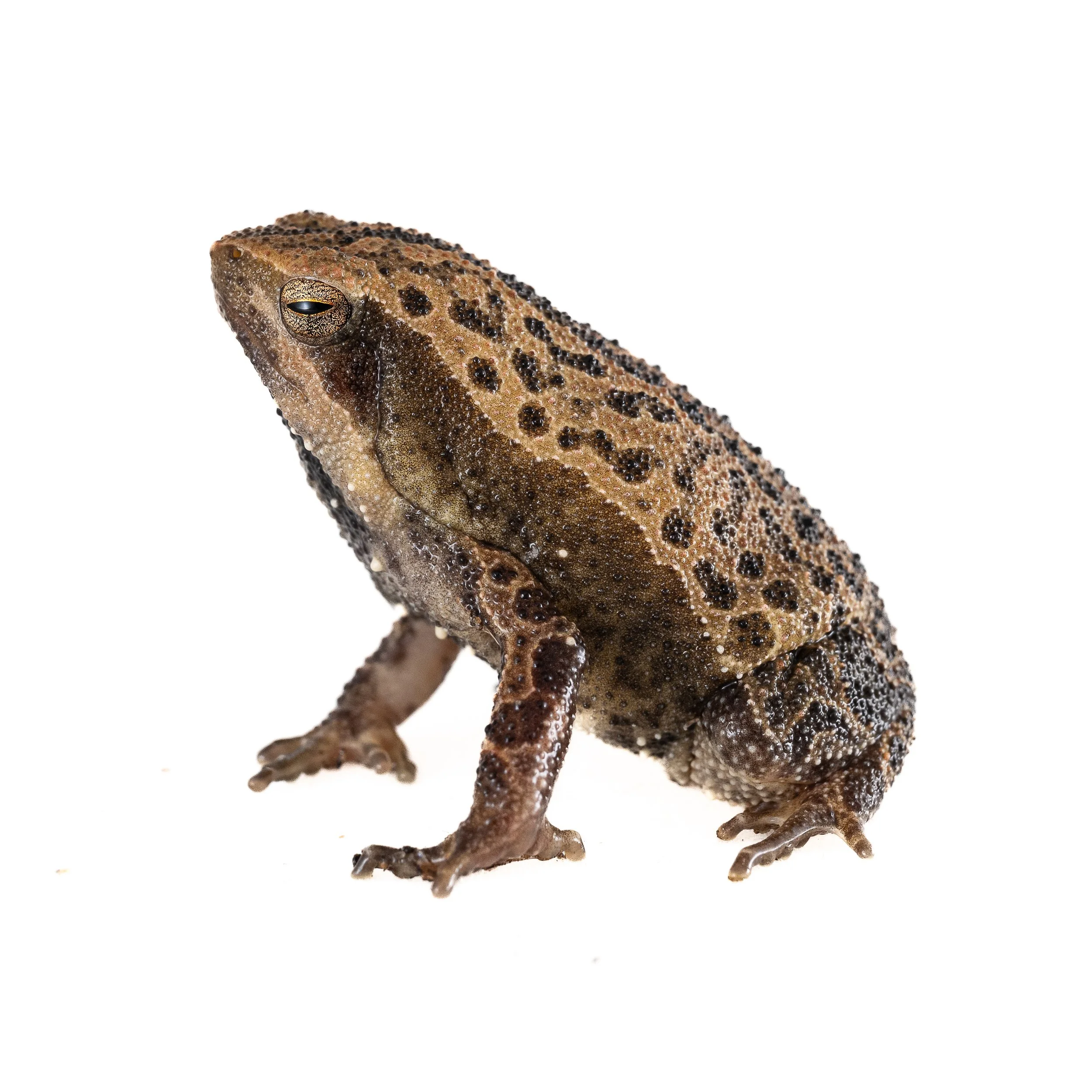SPOTTED NARROW-MOUTHED FROG