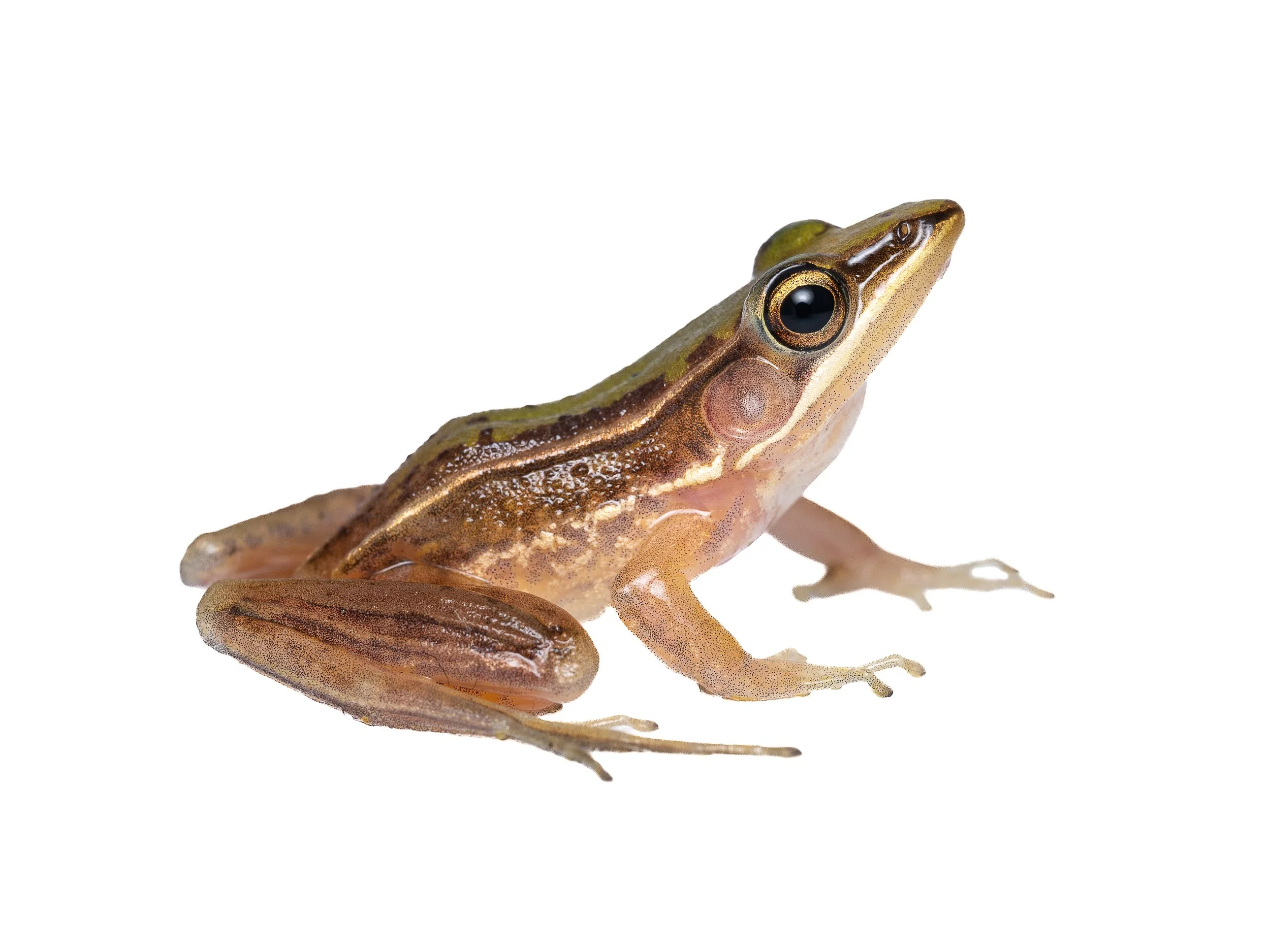 TWO-STRIPED GRASS FROG