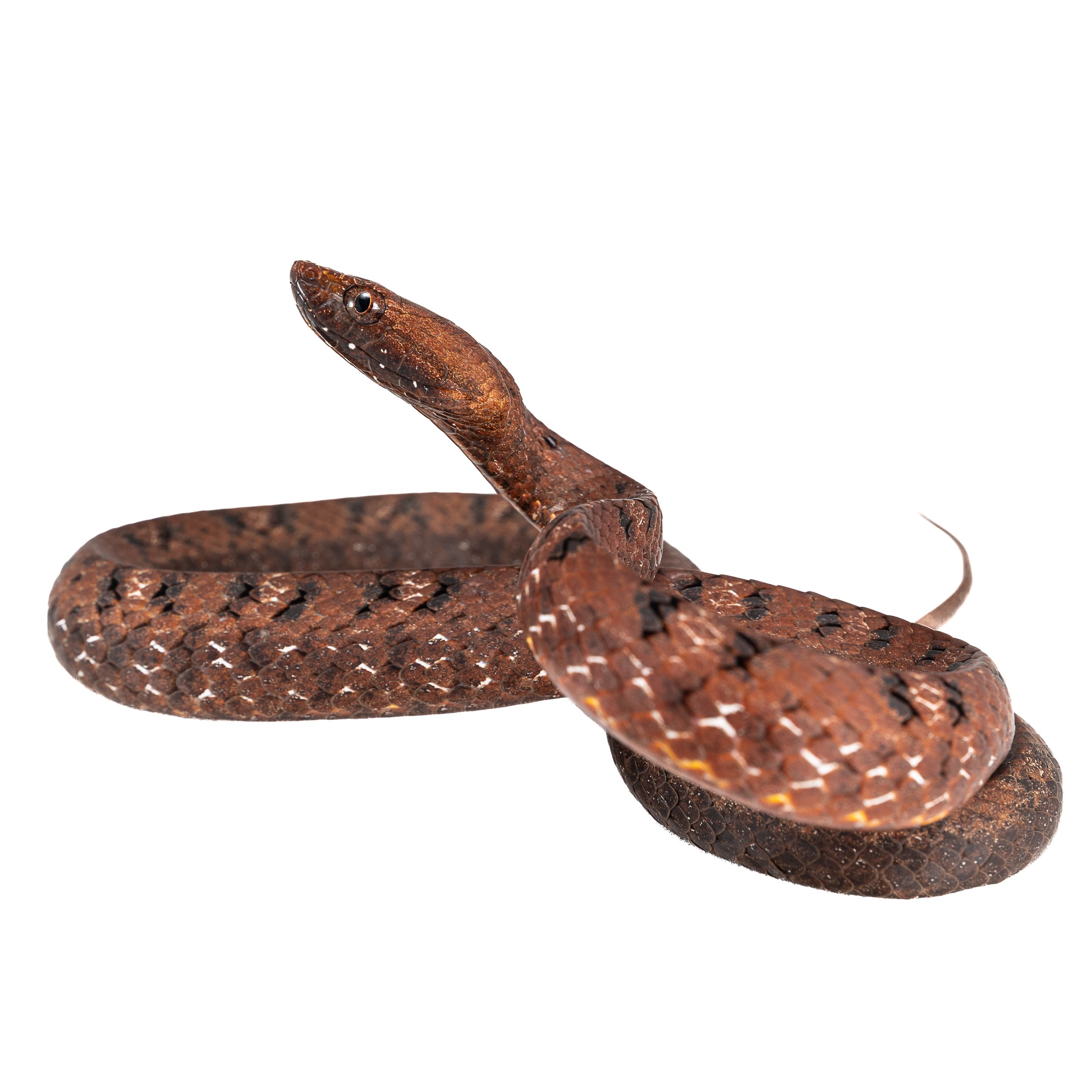 Mock Viper.jpg