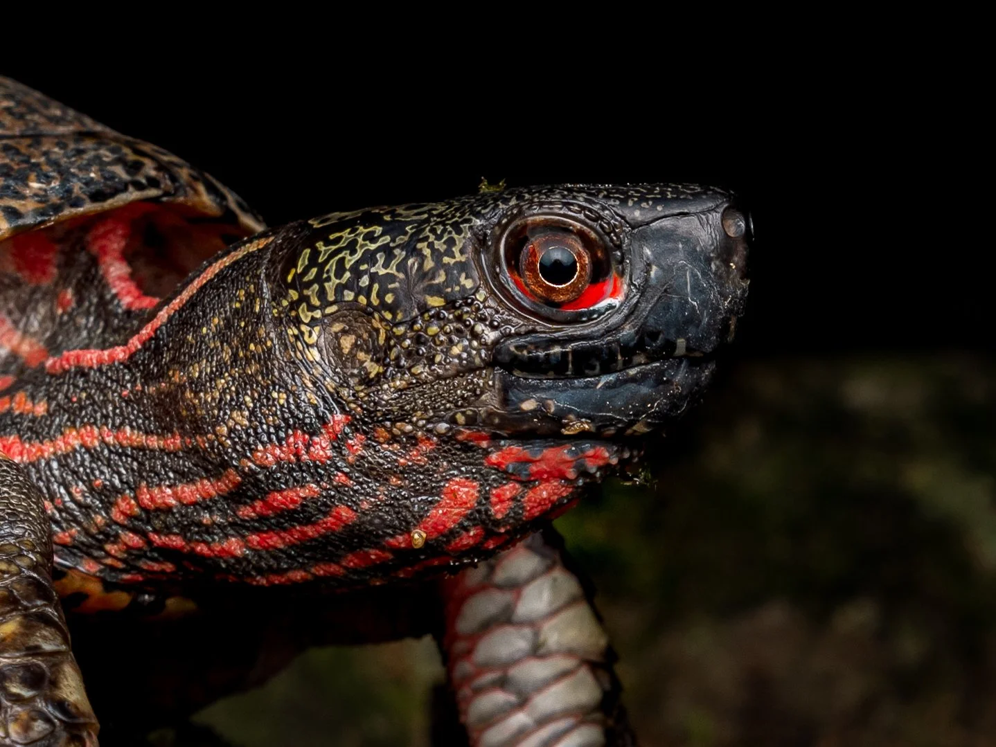 Beal's Four Eye Turtle-14.jpg
