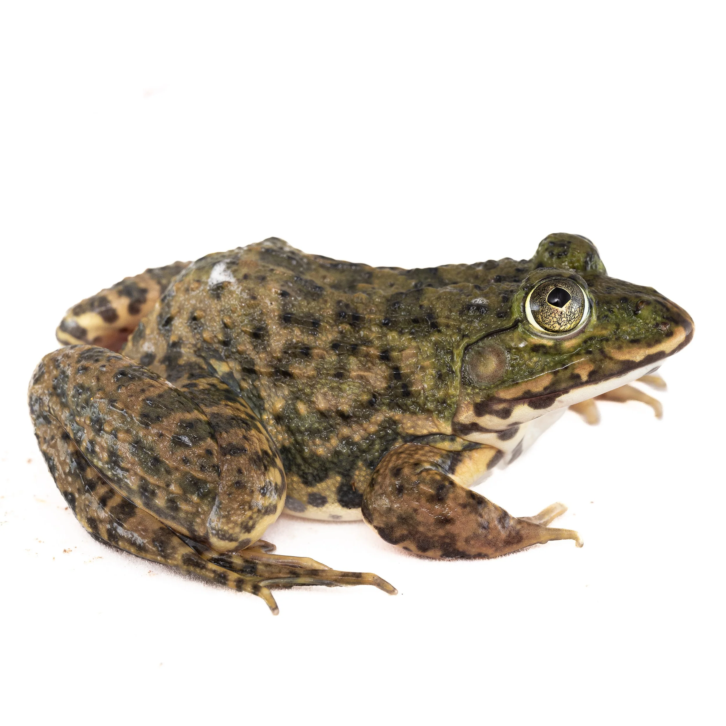 CHINESE BULLFROG