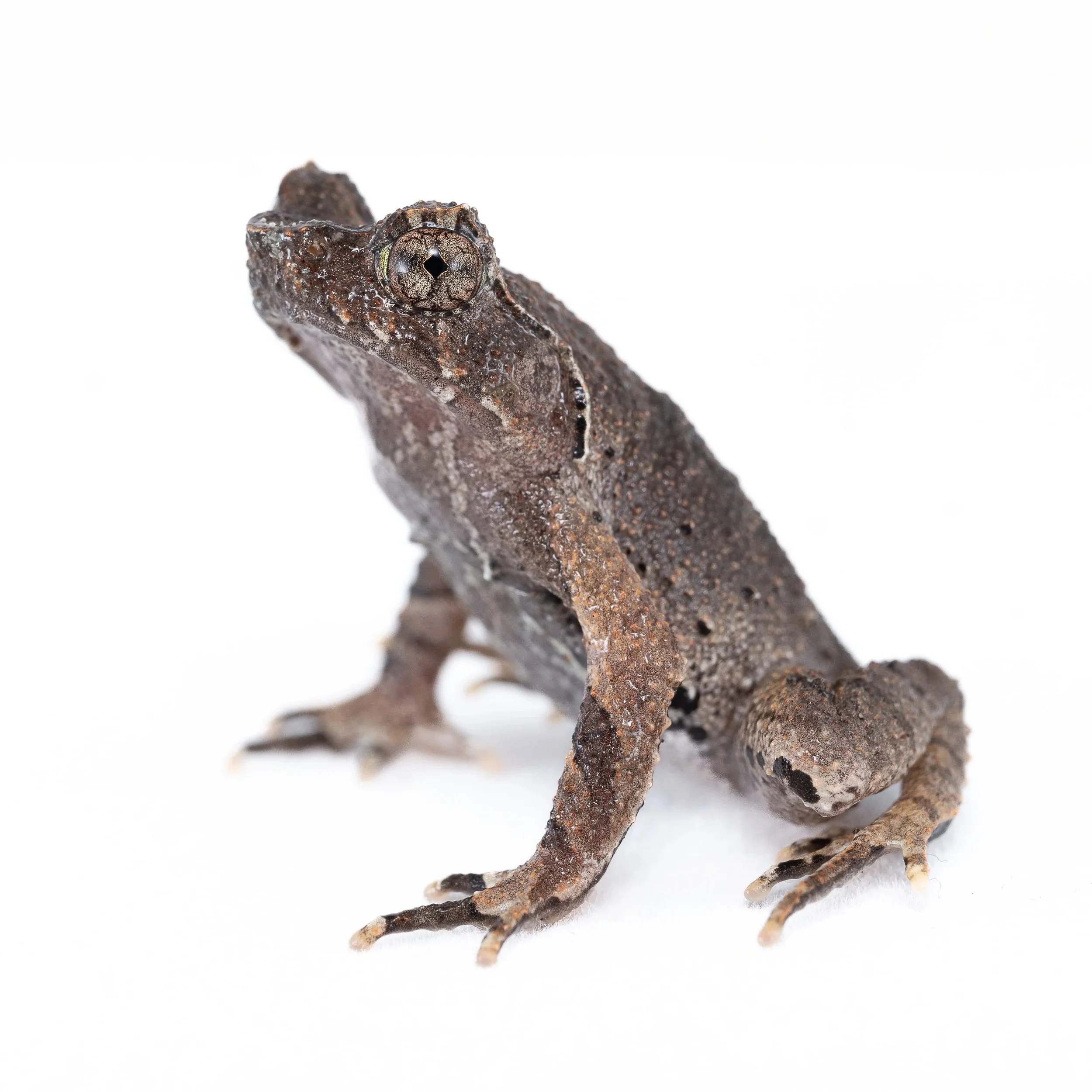SHORT-LEGGED HORNED FROG