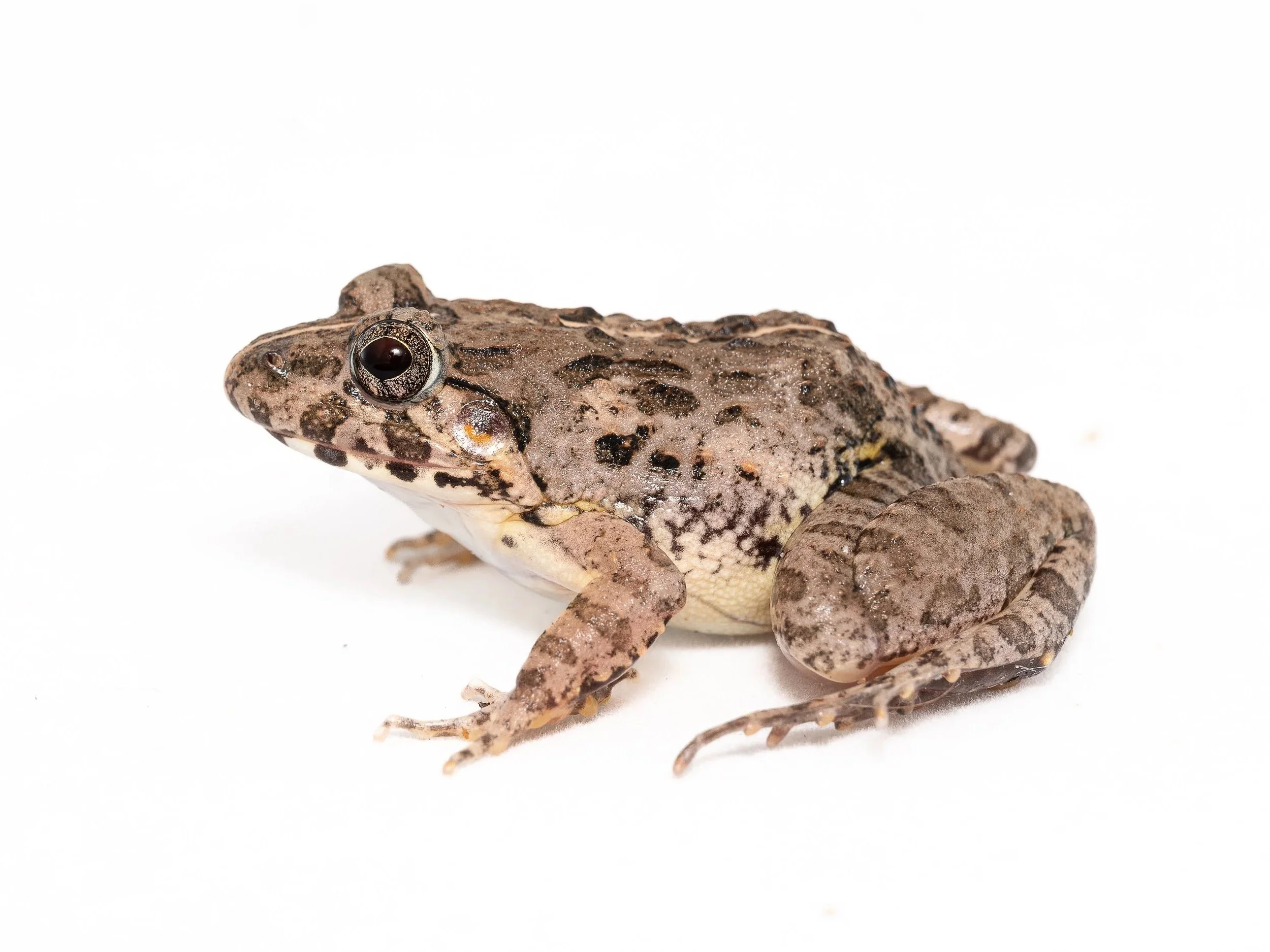 PADDY FROG
