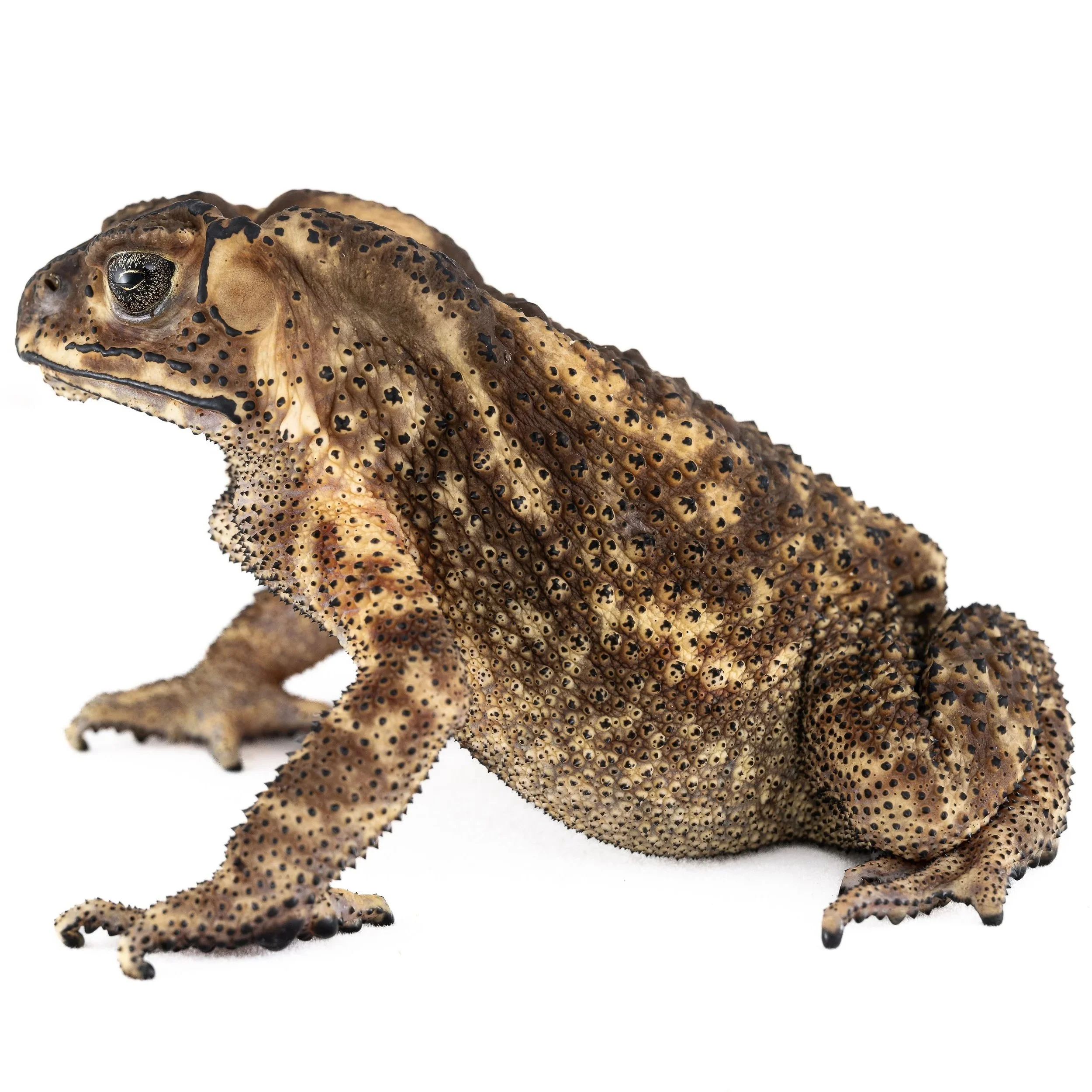 COMMON ASIAN TOAD