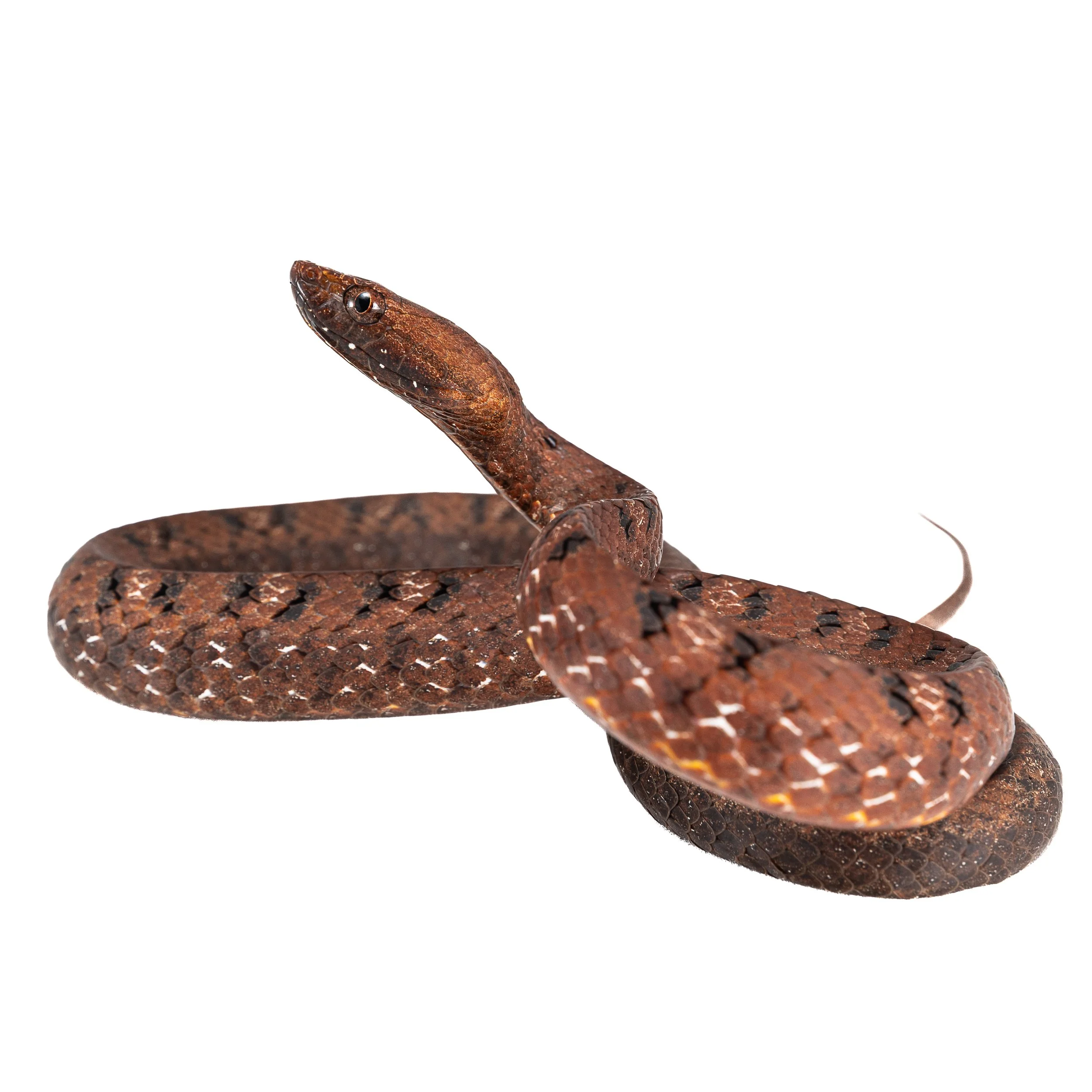 SNAKES
