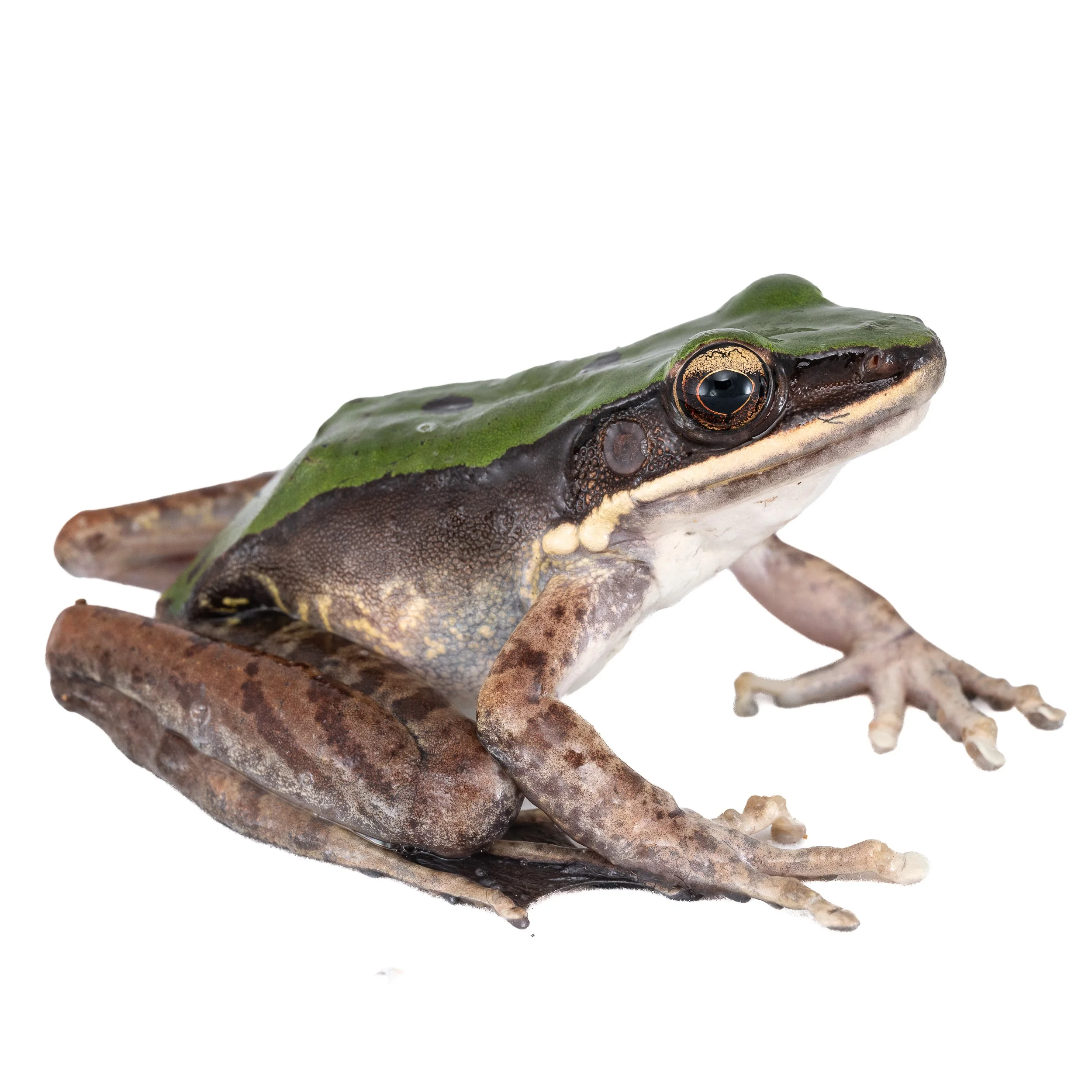 AMPHIBIANS