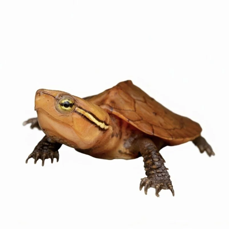 TURTLES