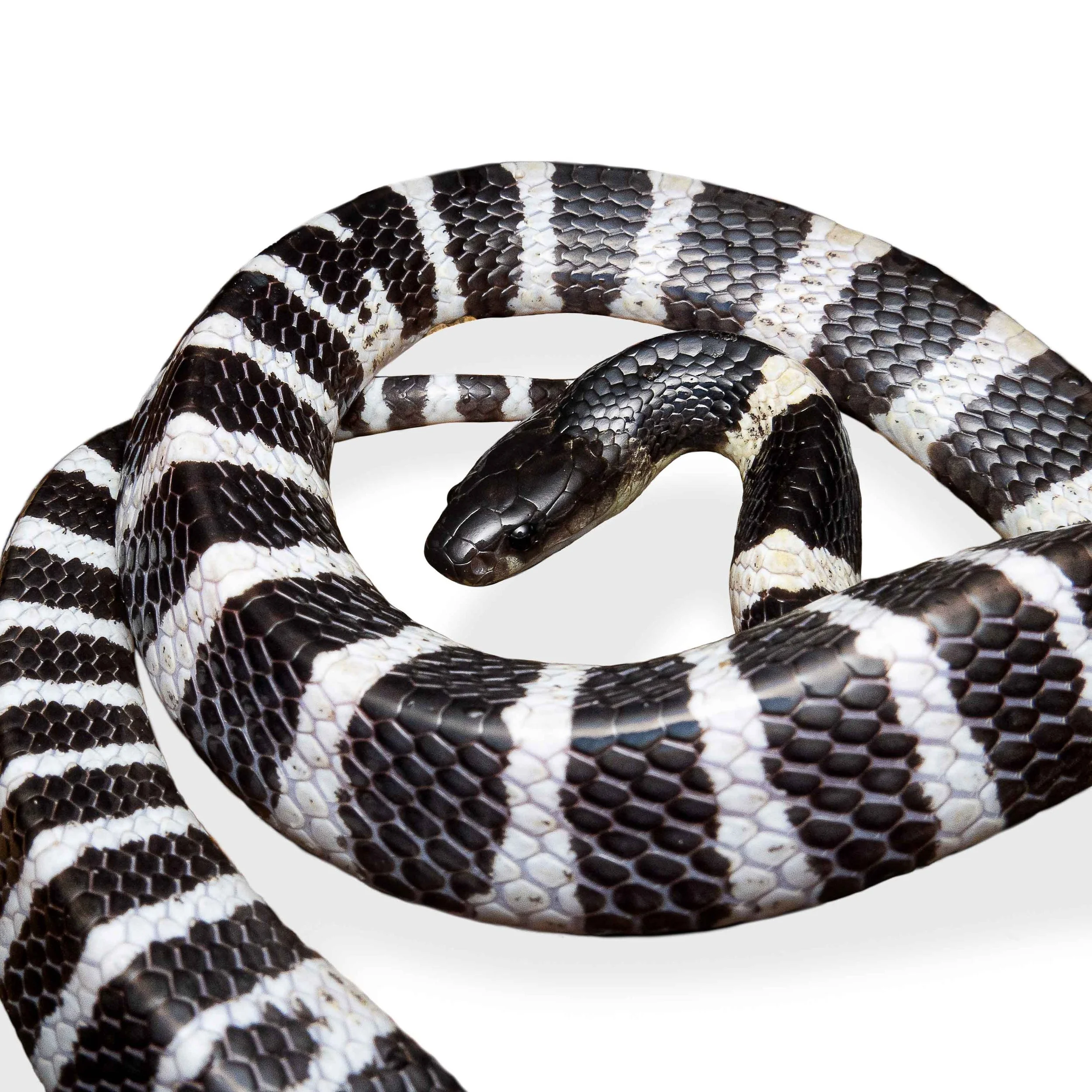 MANY-BANDED KRAIT