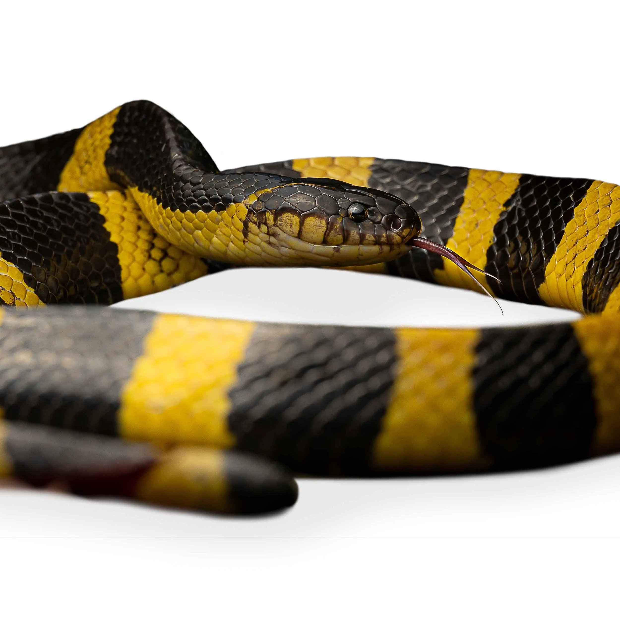 BANDED KRAIT
