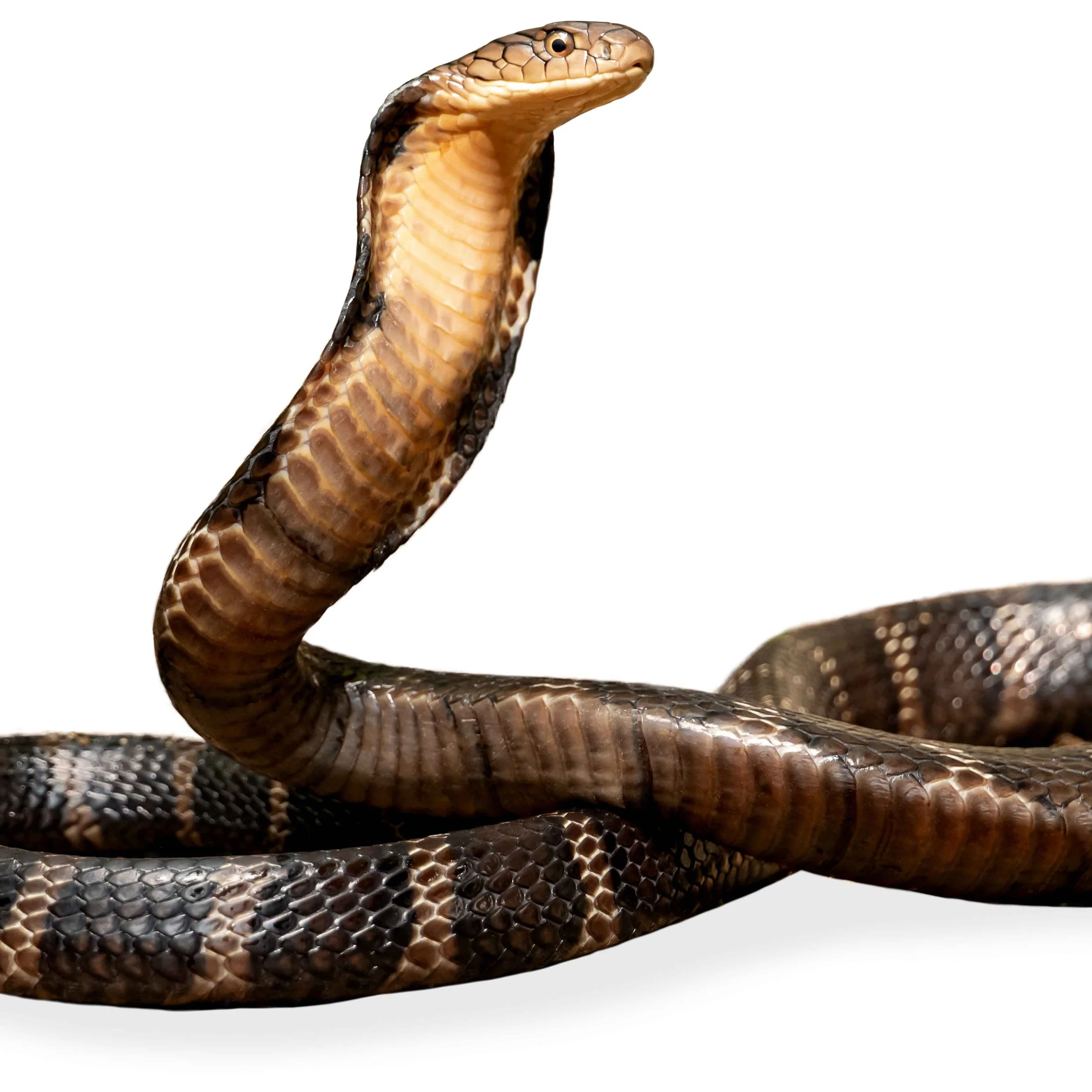 KING COBRA