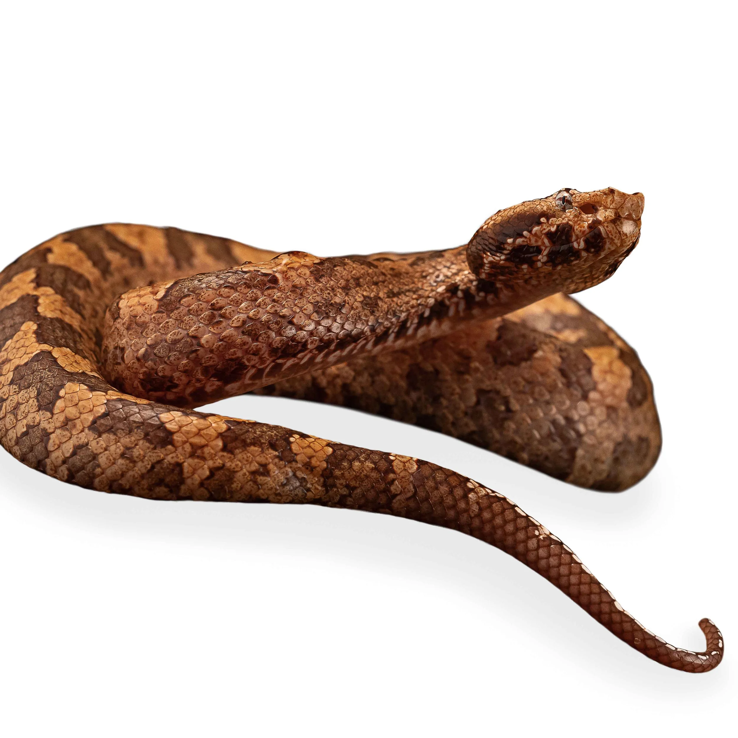 MOUNTAIN PIT VIPER