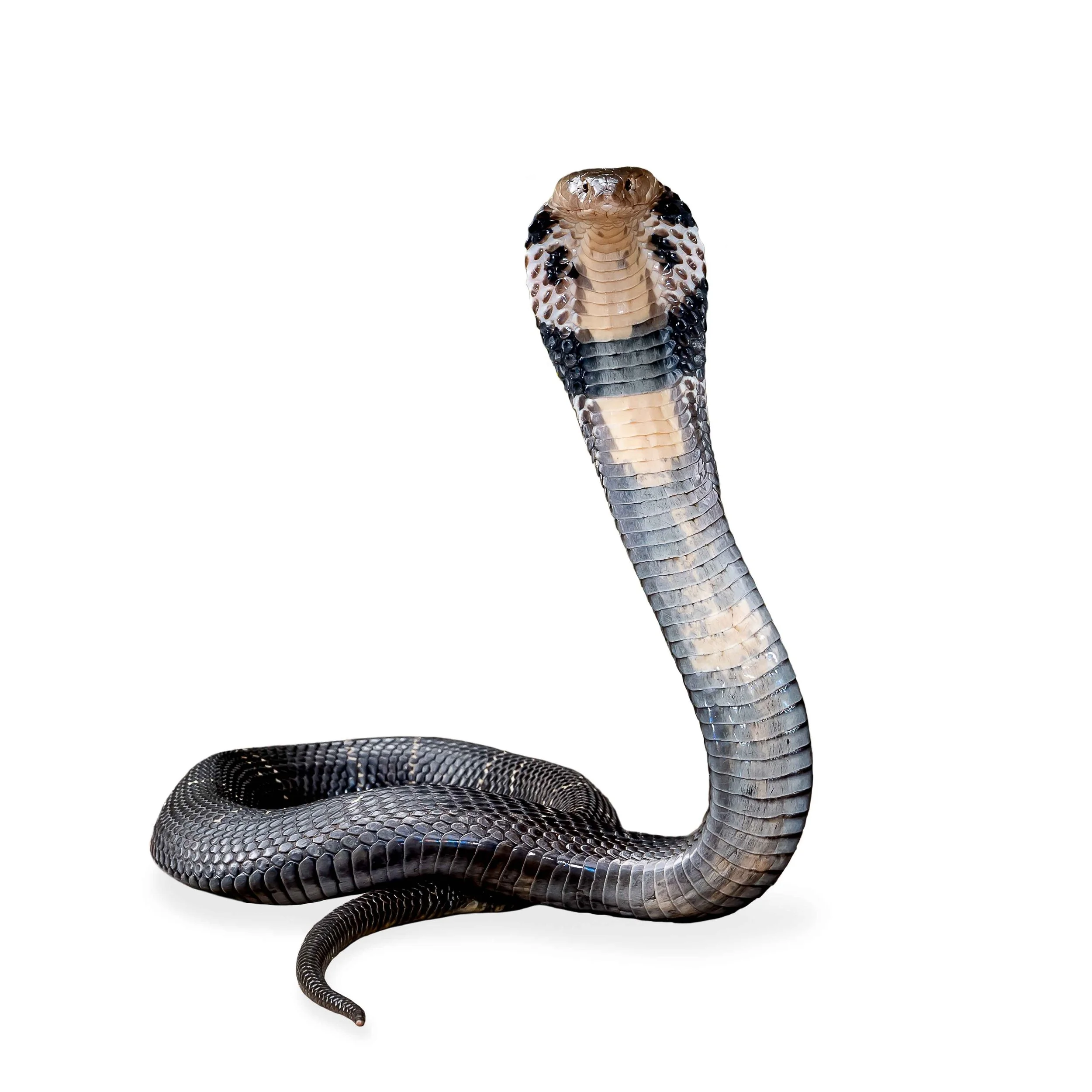 CHINESE COBRA