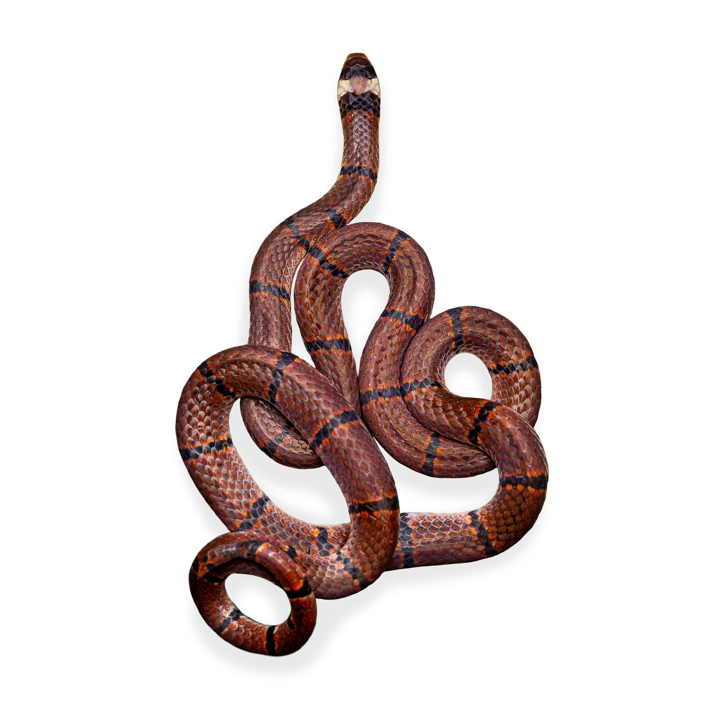 MACCLELLAND'S CORAL SNAKE