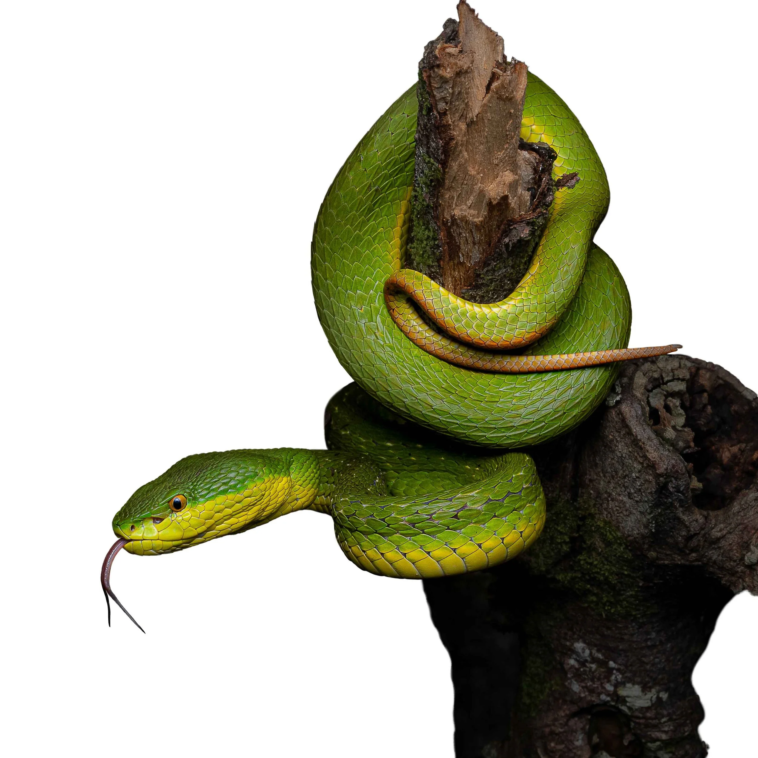 BAMBOO PIT VIPER