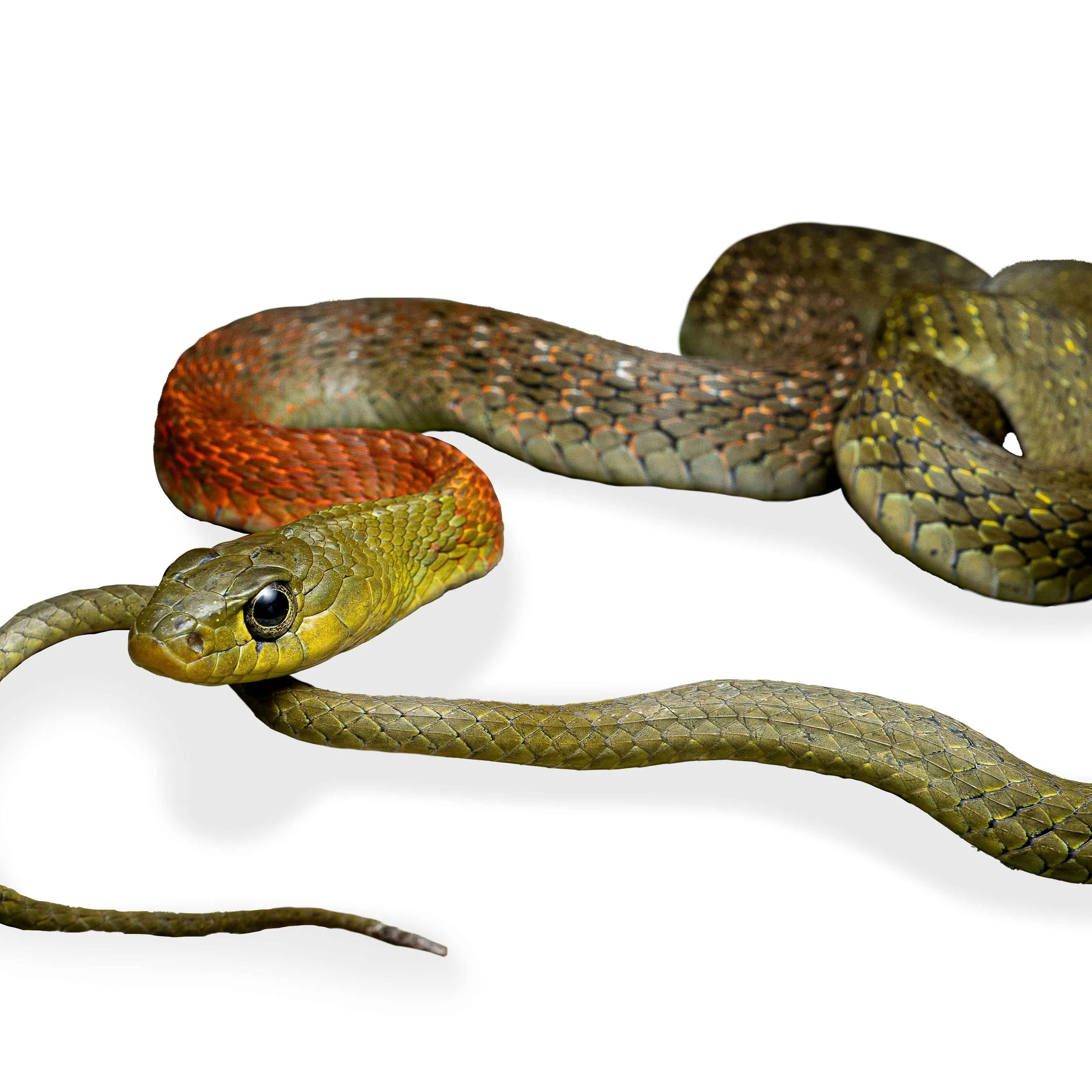 RED-NECKED KEELBACK