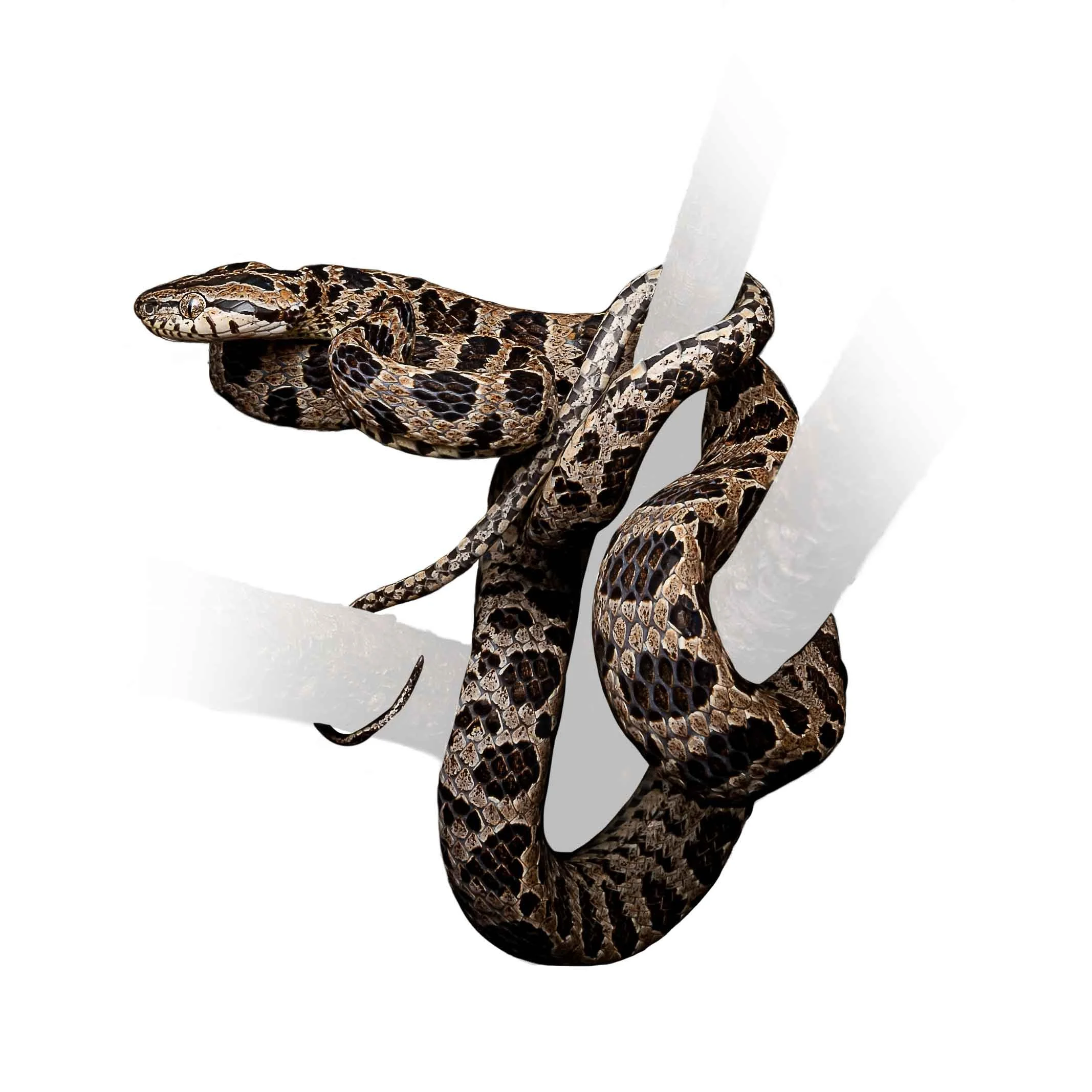 MANY-SPOTTED CAT SNAKE