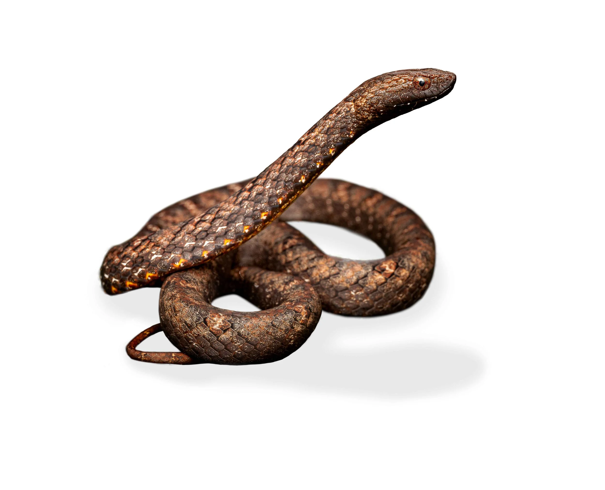 MOCK VIPER