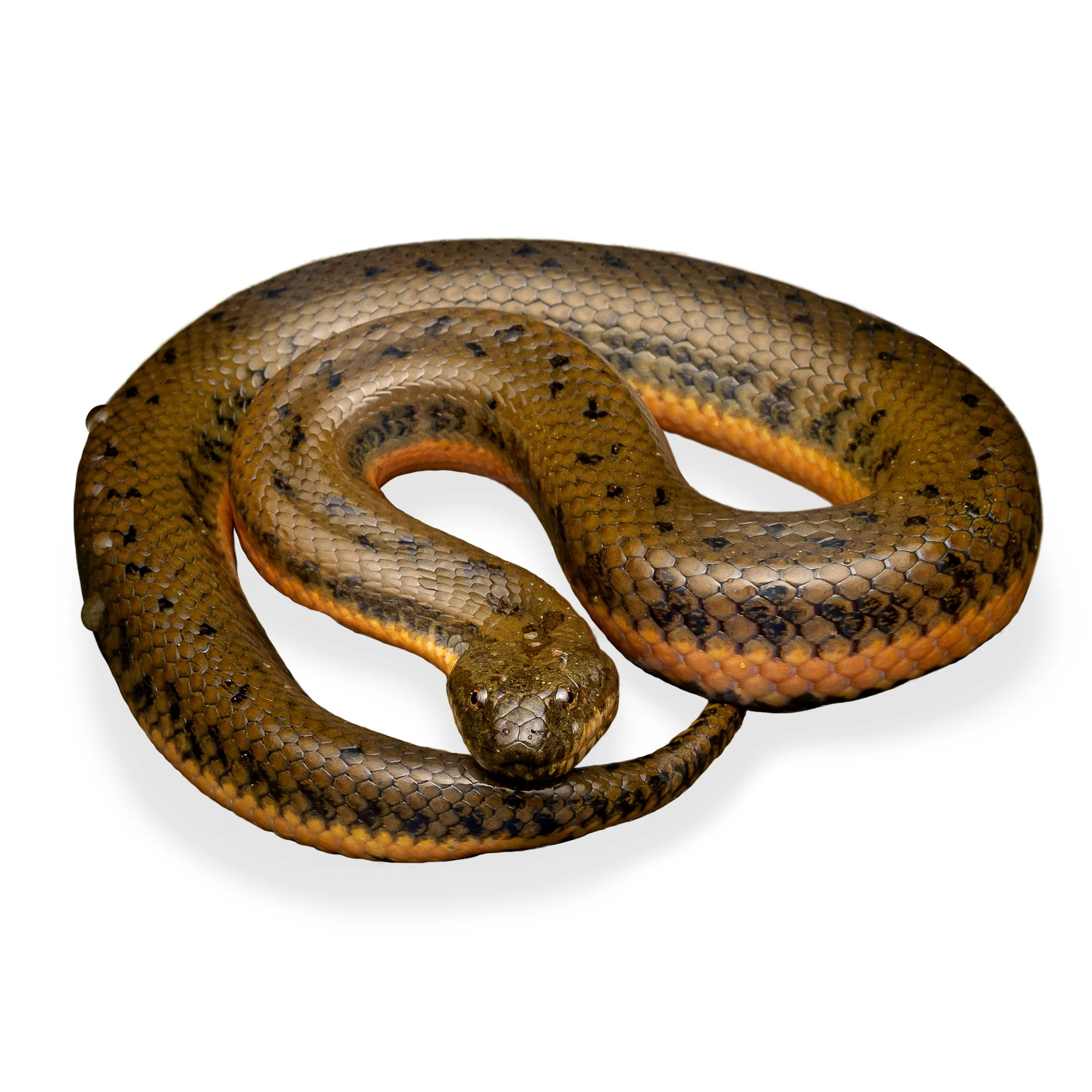 CHINESE WATER SNAKE