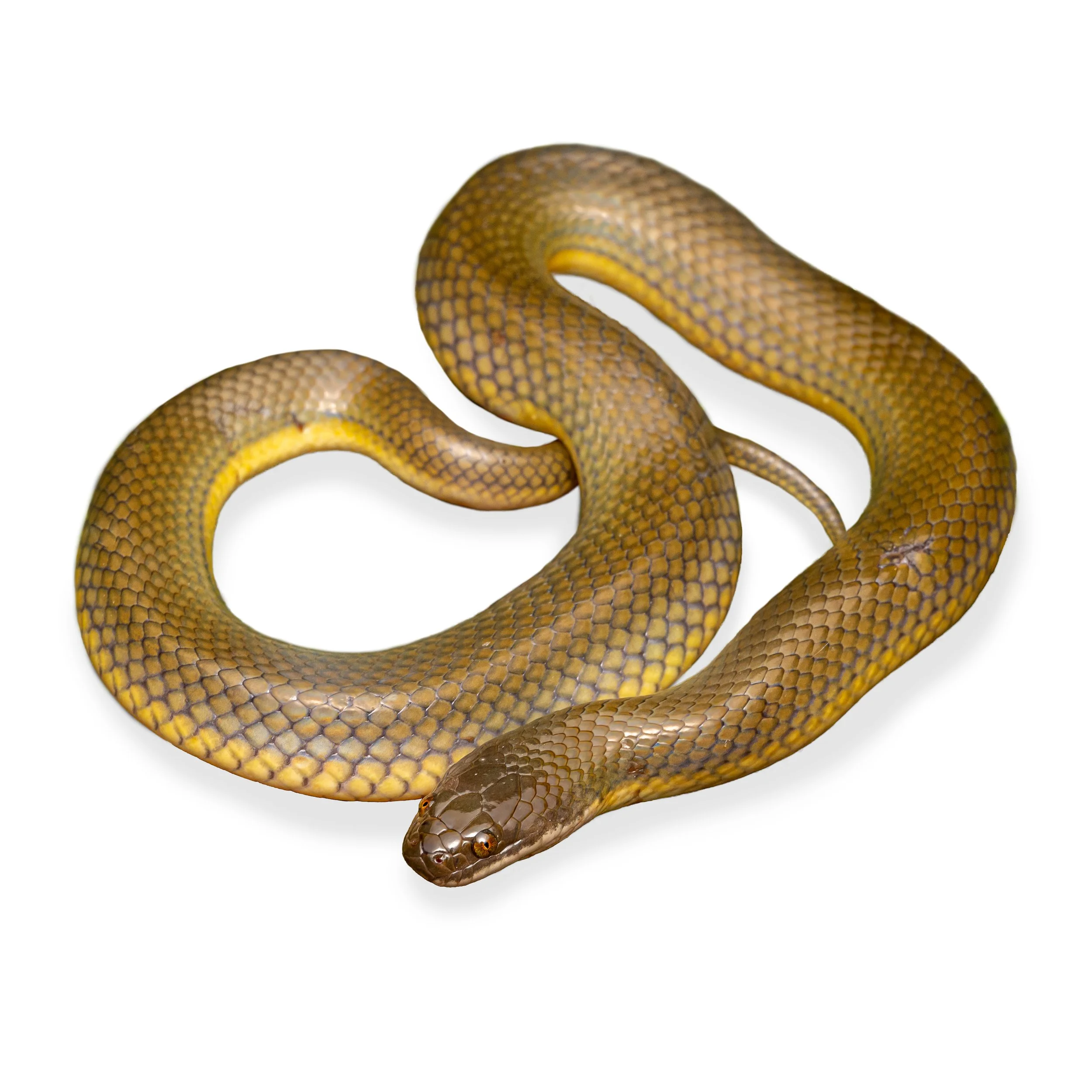 PLUMEOUS WATER SNAKE