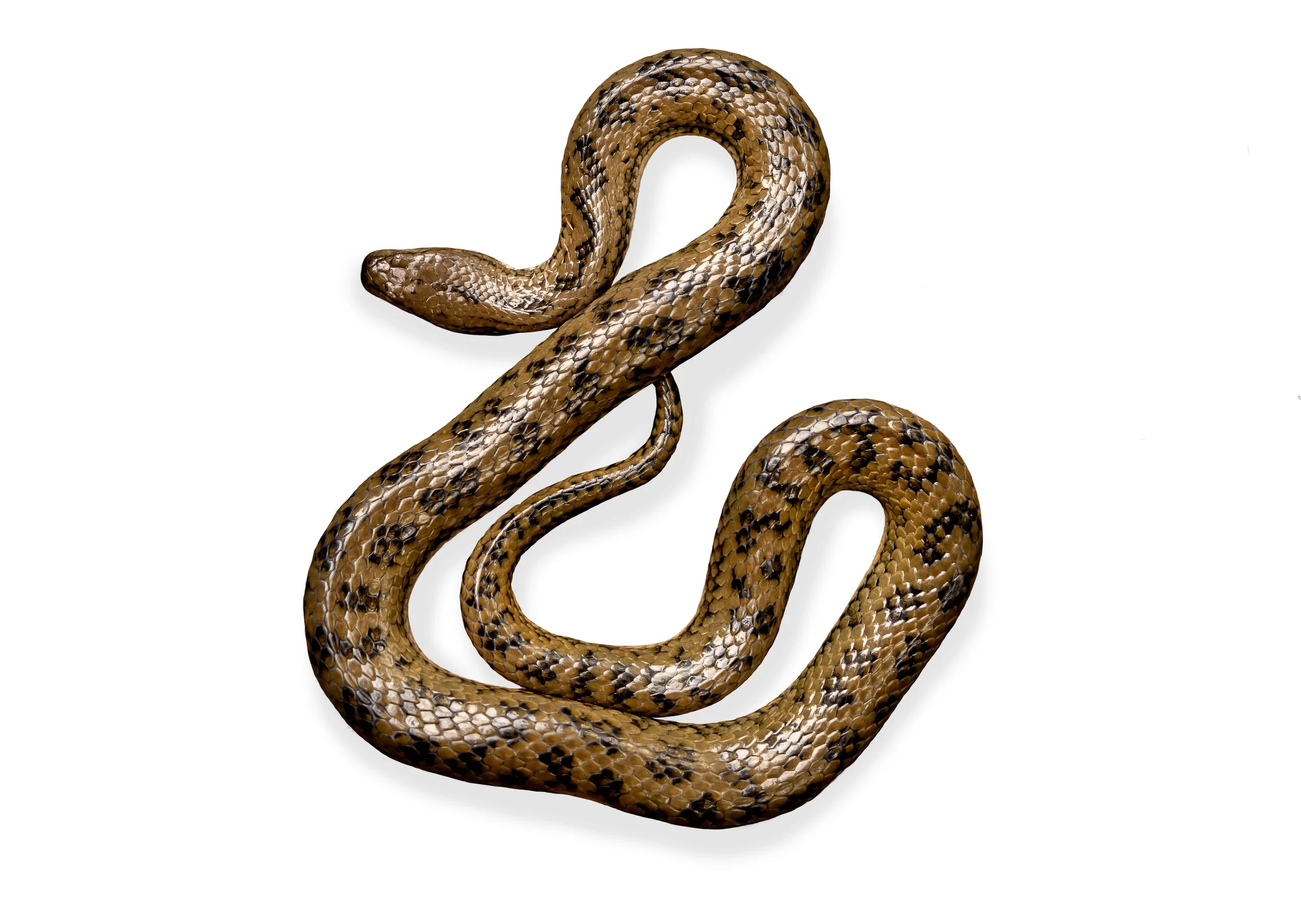 MANGROVE WATER SNAKE