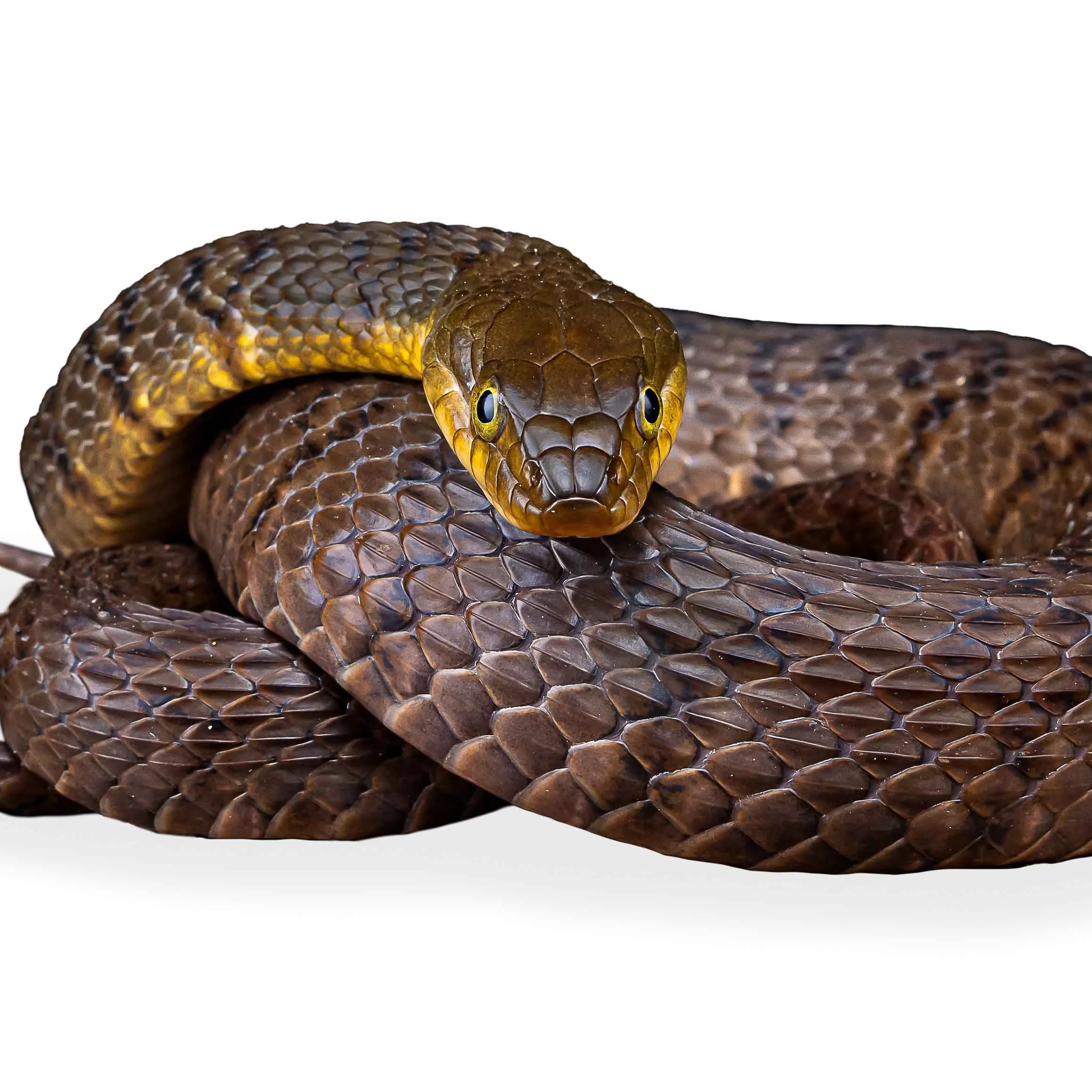 WATER SNAKE - MOUNTAIN