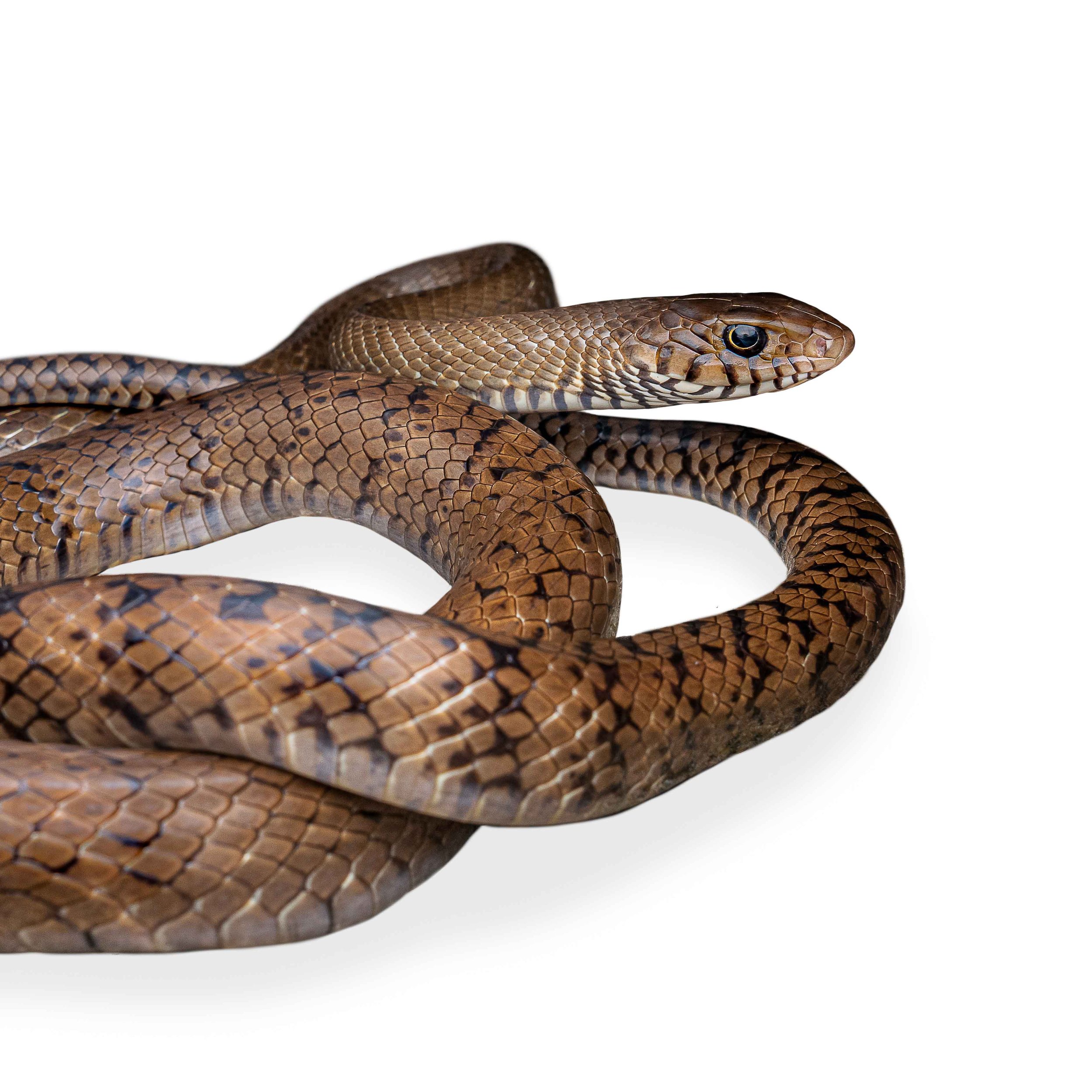RAT SNAKE - COMMON