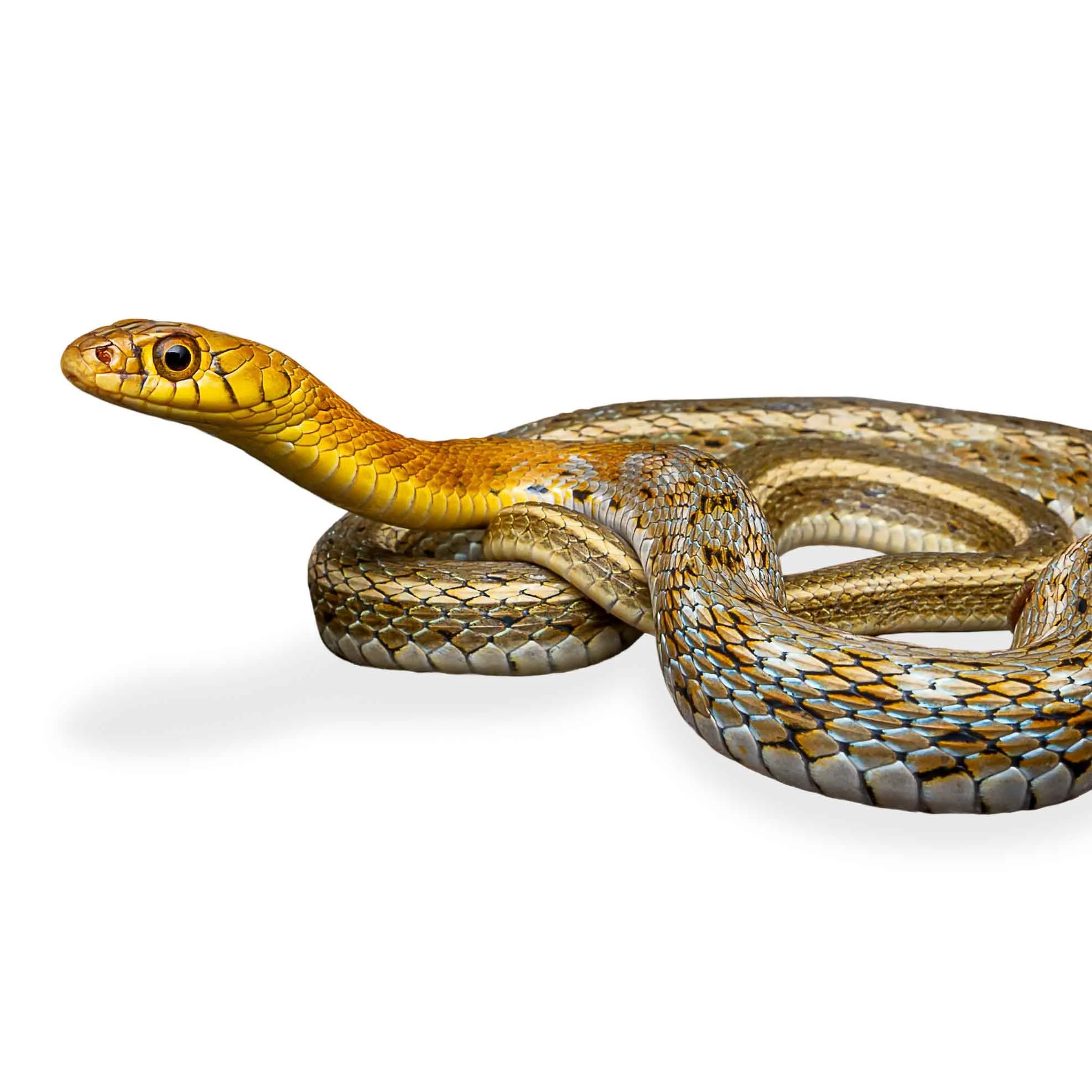 KEELBACK - BUFF-STRIPED