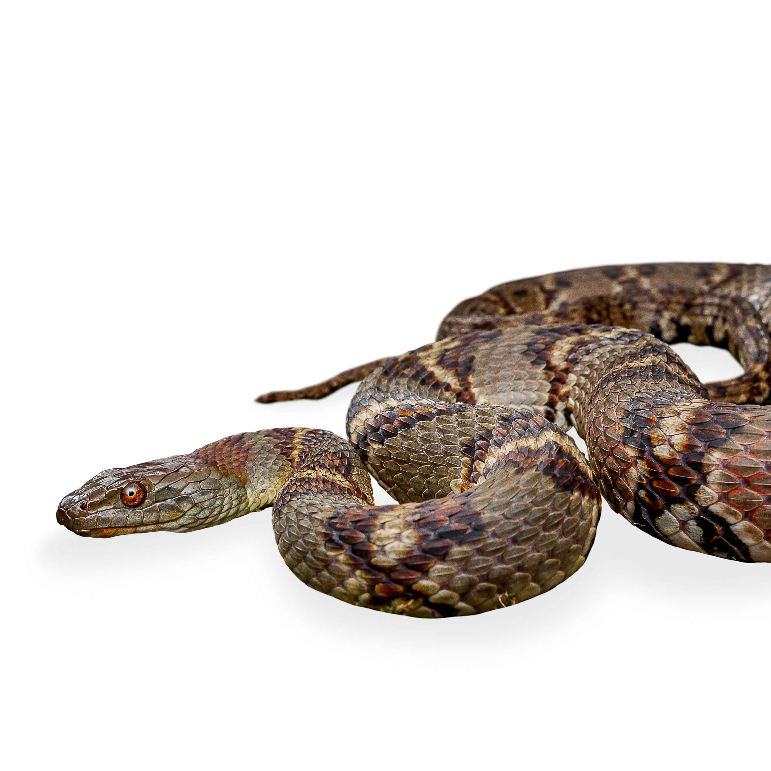 WATER SNAKE - DIAMOND-BACKED