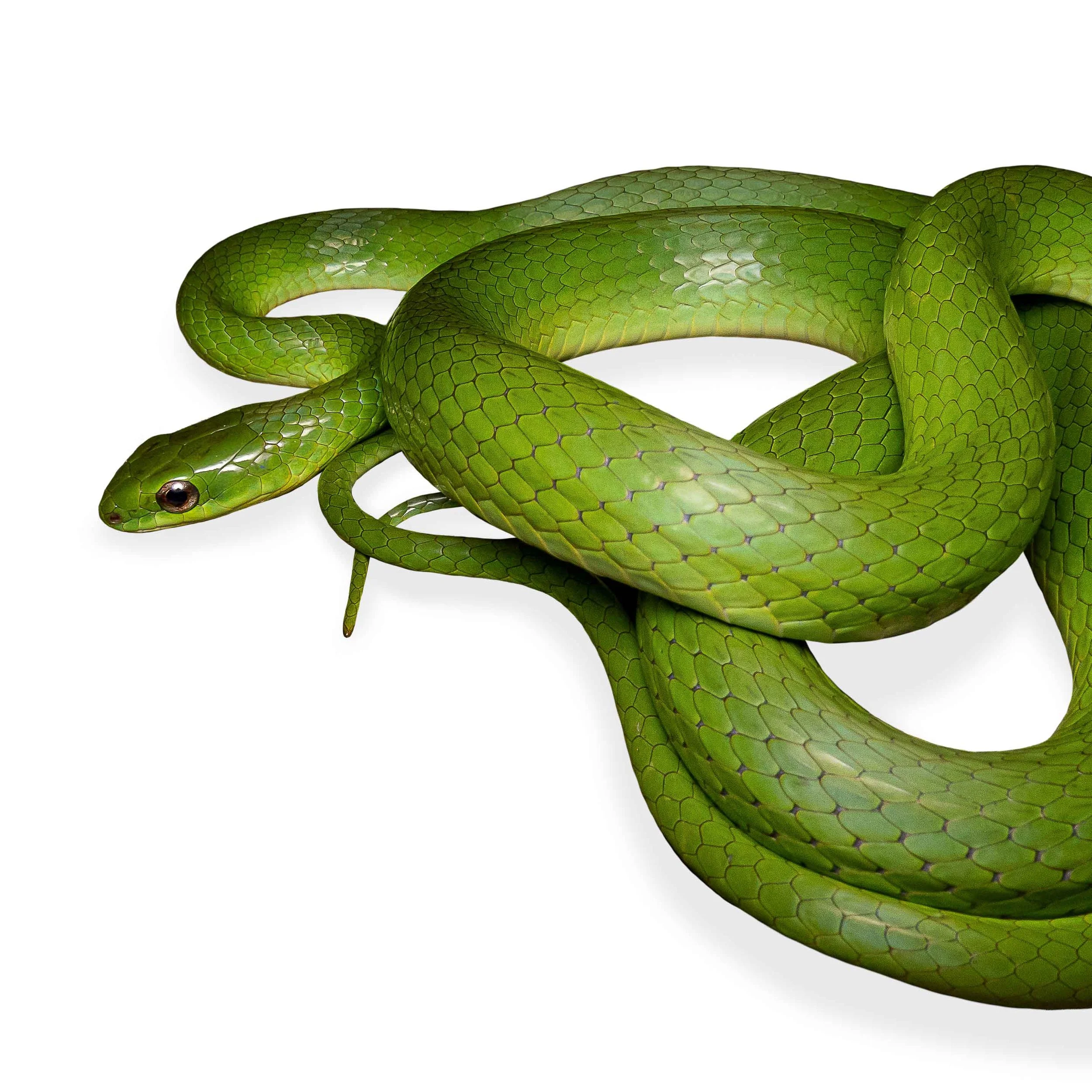 GREATER GREEN SNAKE