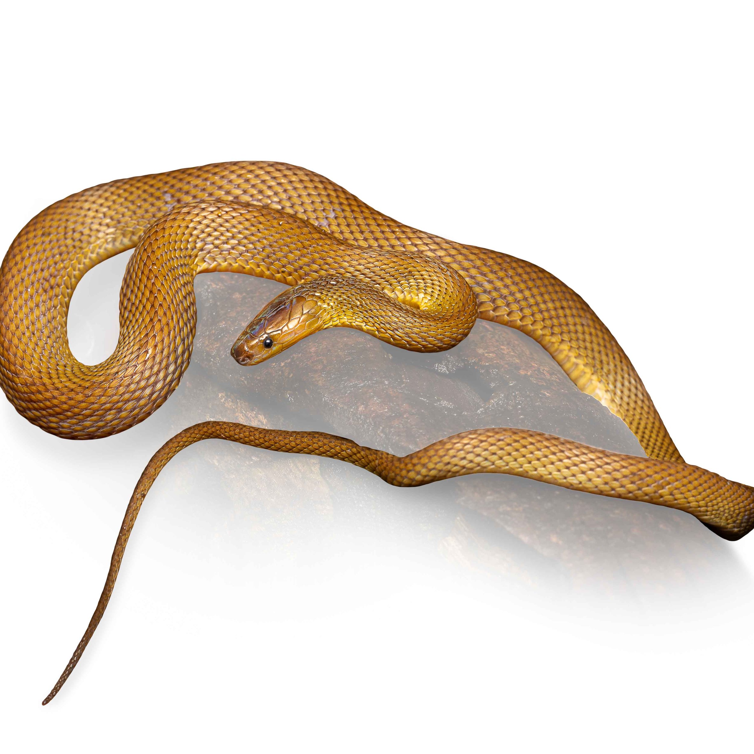 BURROWING RUFOUS SNAKE