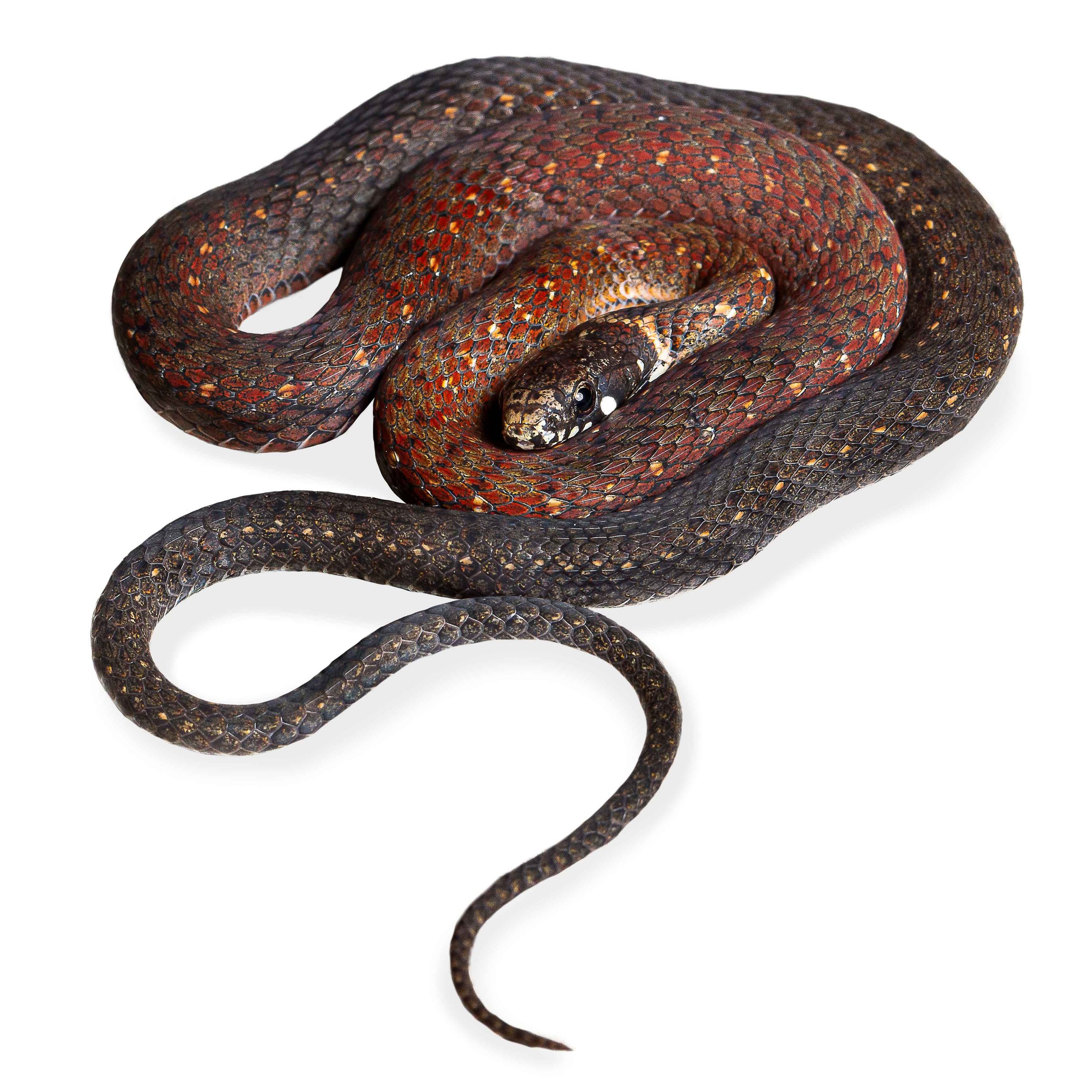 KEELBACK - MOUNTAIN