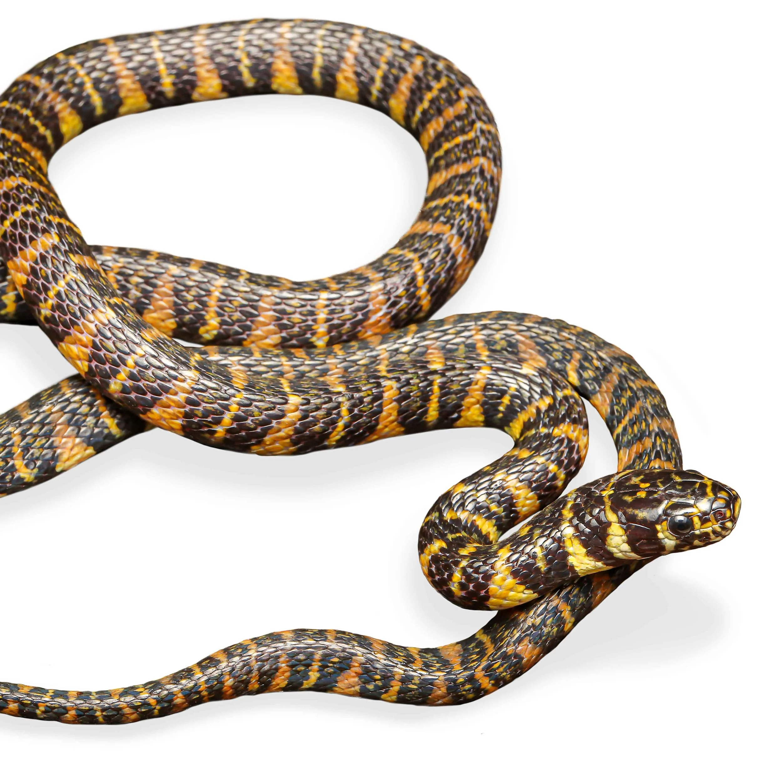 STREAM SNAKE - BANDED