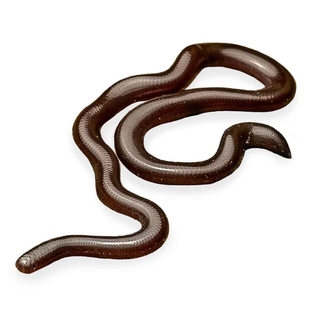 BLIND SNAKE - COMMON