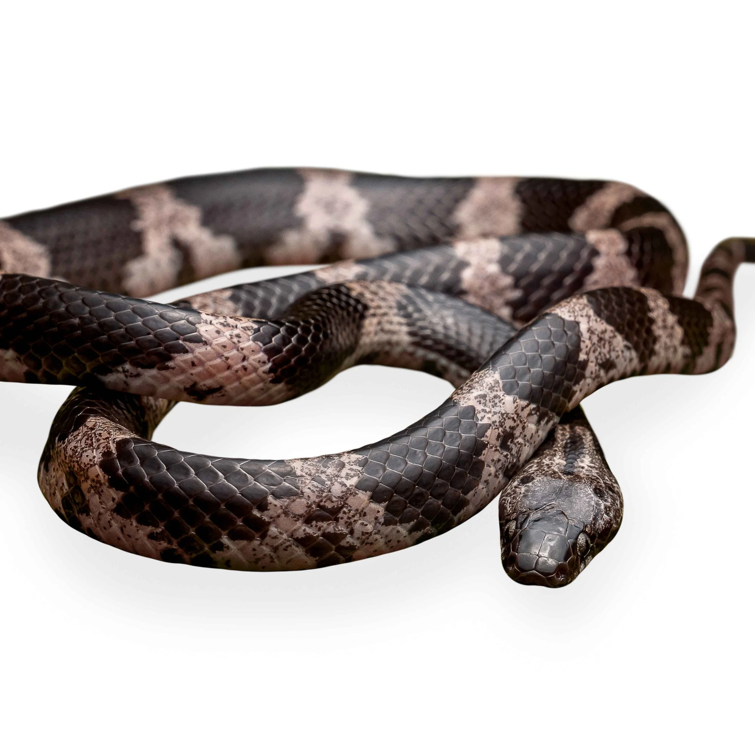 WOLF SNAKE - FUTSING