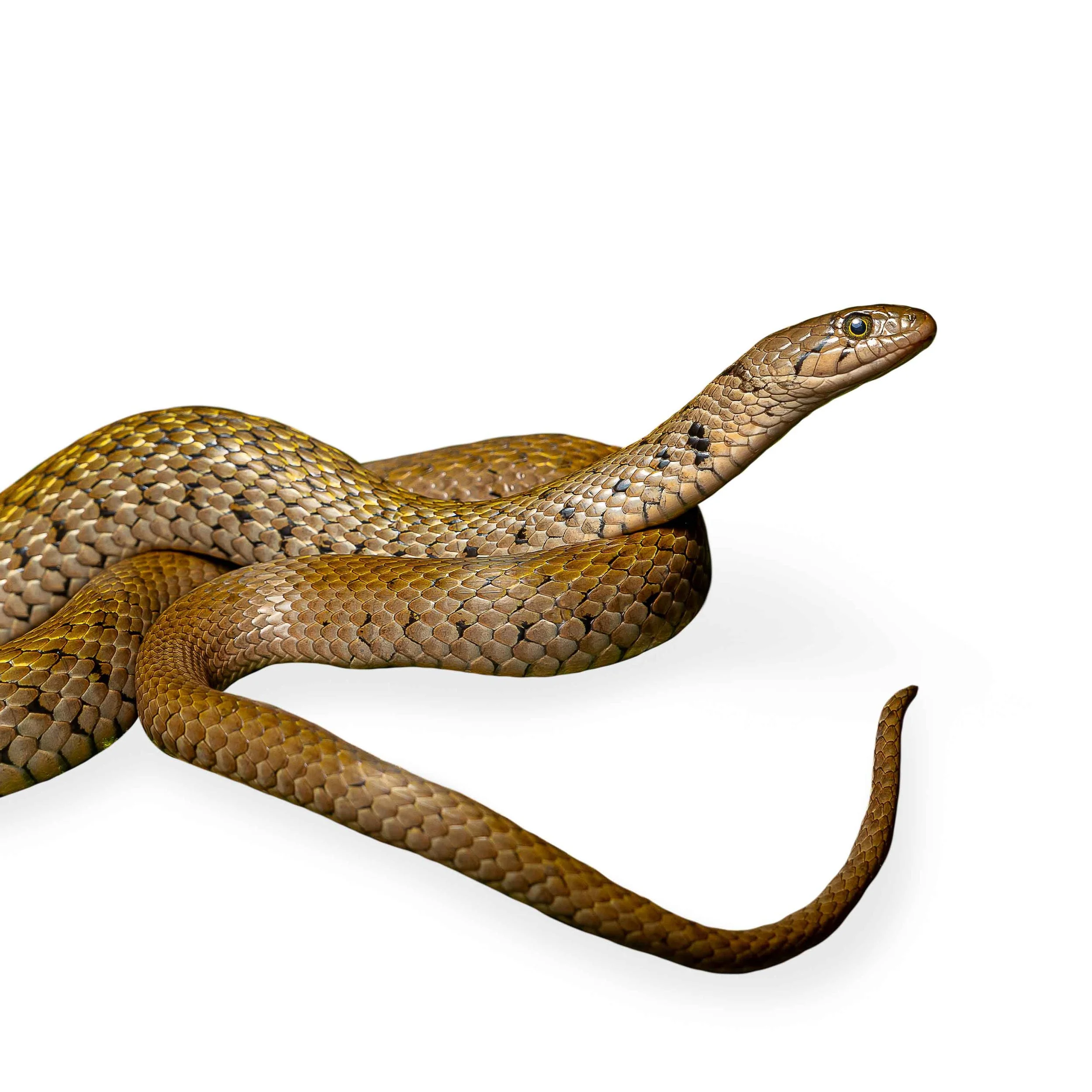 KEELBACK - CHECKERED
